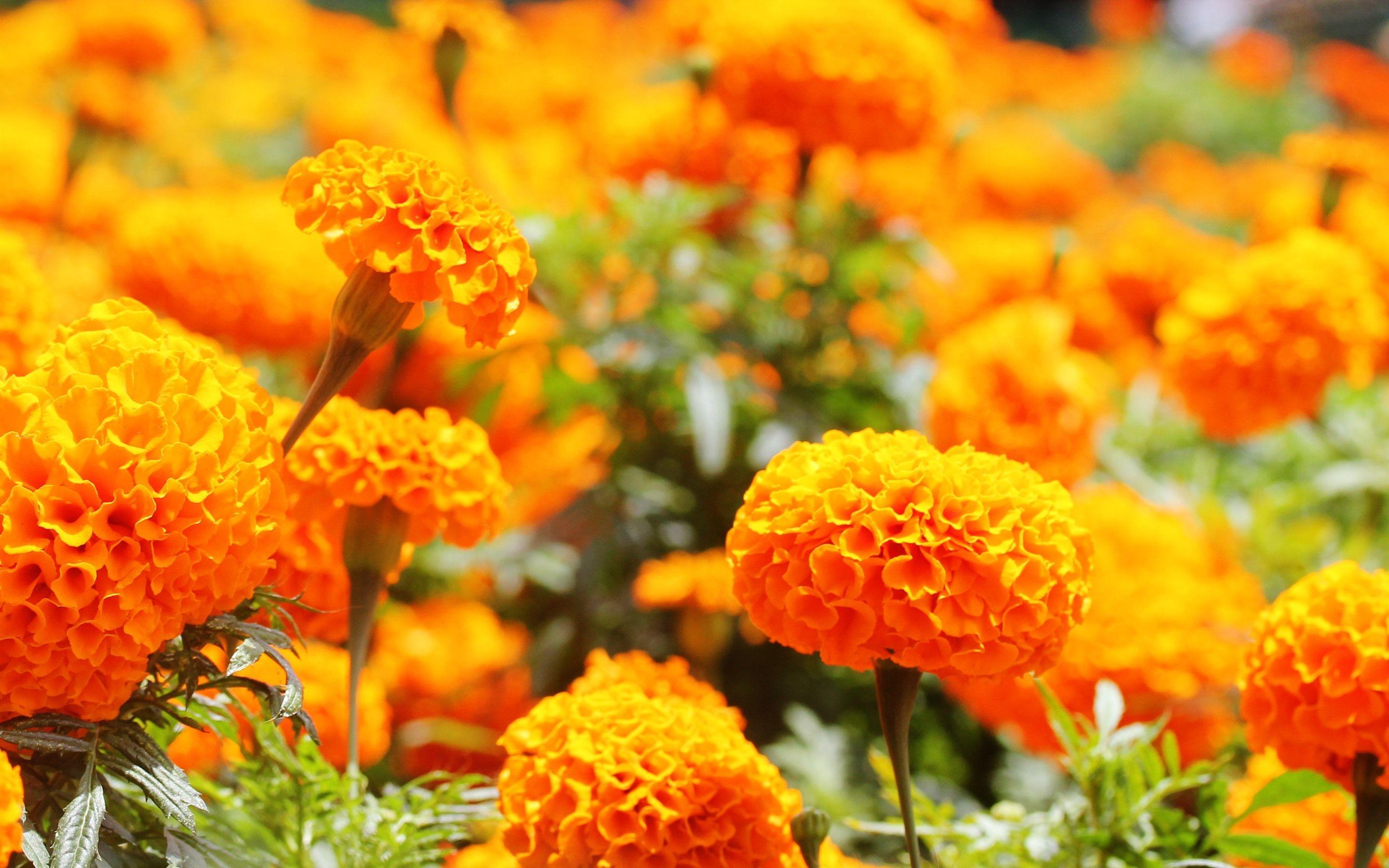 2880x1800 Wallpaper Some marigold, orange flowers 2880x1800 HD Picture, Image
