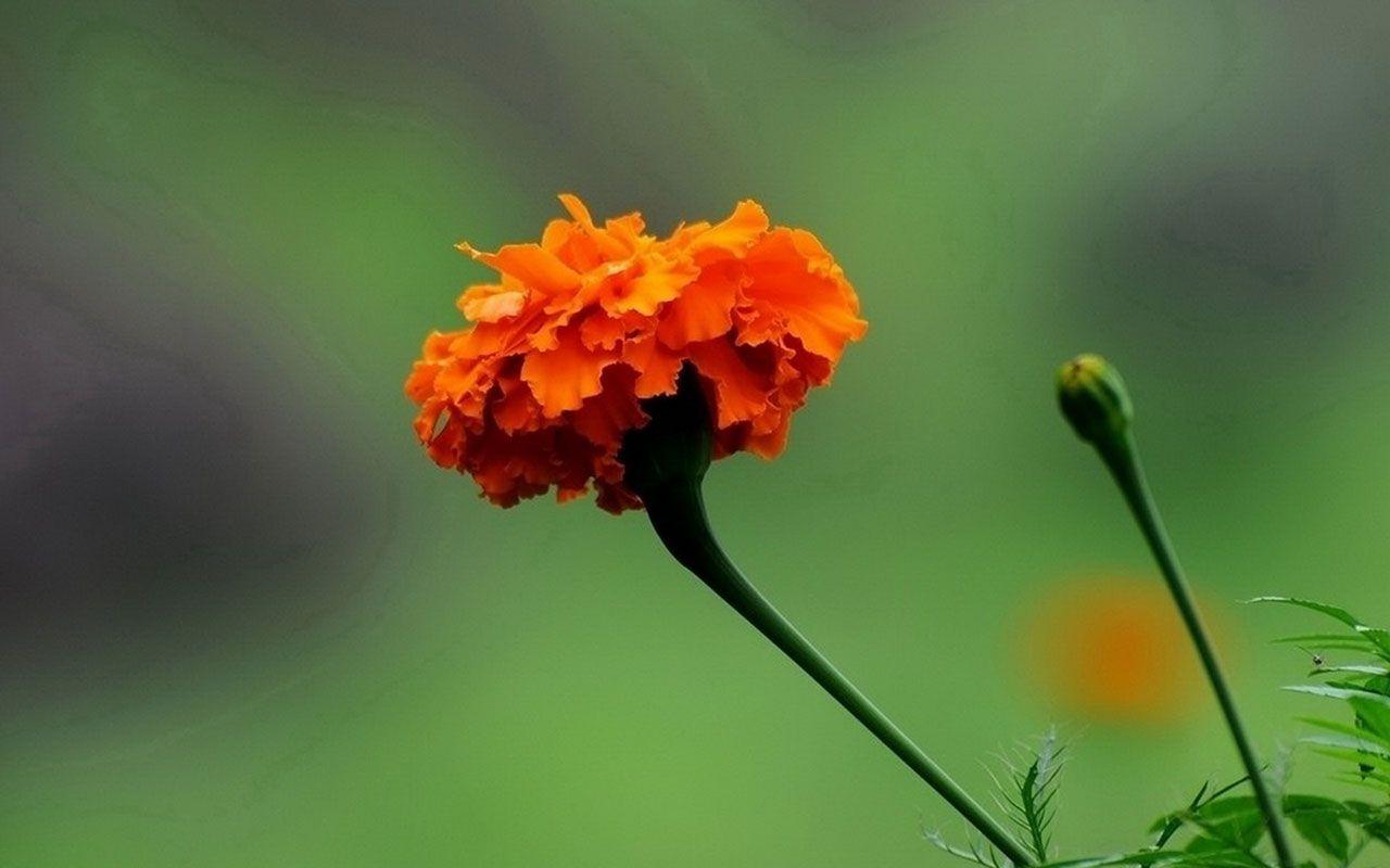 1280x800 Marigold Wallpaper