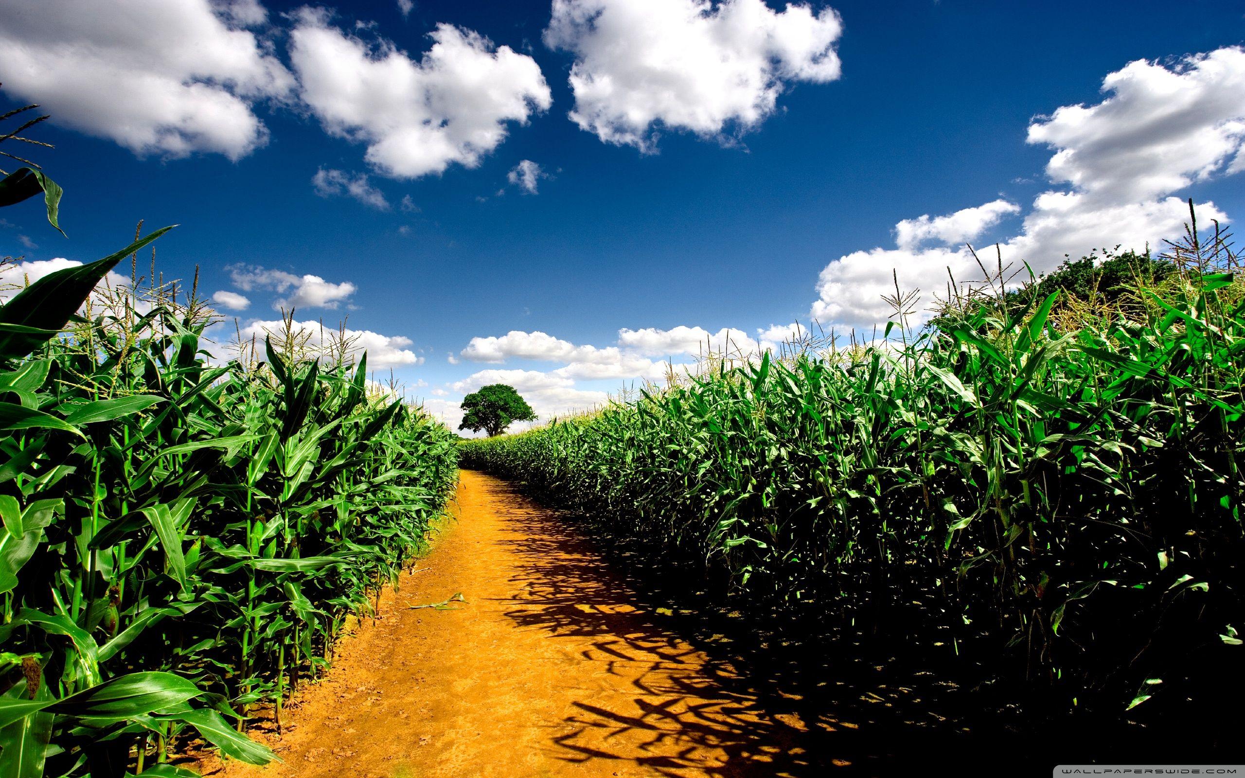 2560x1600 Free download 35 Maize Wallpaper Download [2560x1600] for your Desktop, Mobile & Tablet. Explore Illinois Corn Field Wallpaper. Illinois Corn Field Wallpaper, Illinois Wallpaper, Illinois Wrestling Wallpaper