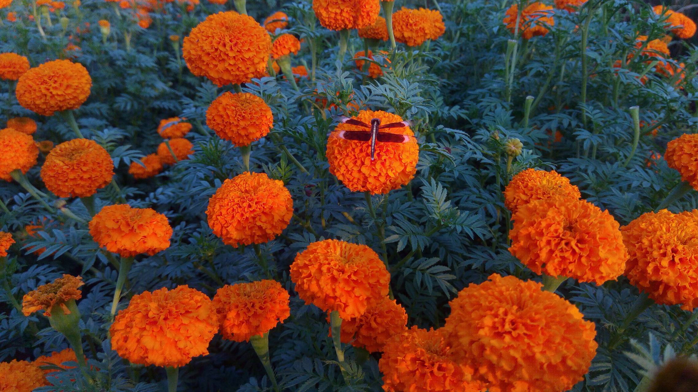 Gorgeous Marigold Flower Seeds Landscape for Your Screen Gorgeous Marigold Flower Seeds Landscape for Your Screen