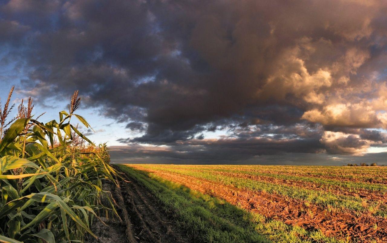 1280x804 Maize Arable Field Grass Storm wallpaper. Maize Arable Field Grass Storm