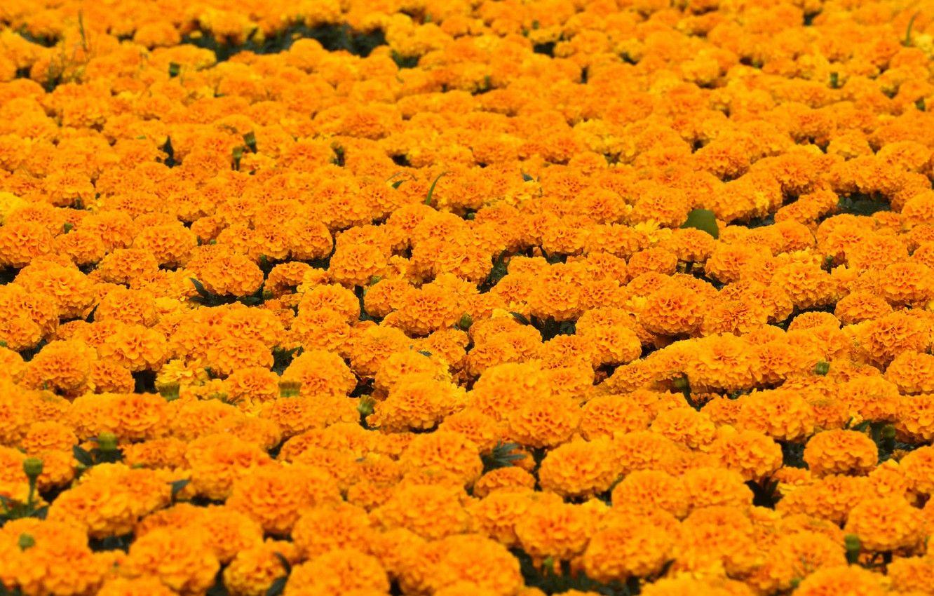 1332x850 Wallpaper nature, flowering, a lot, marigolds image for desktop, section цветы