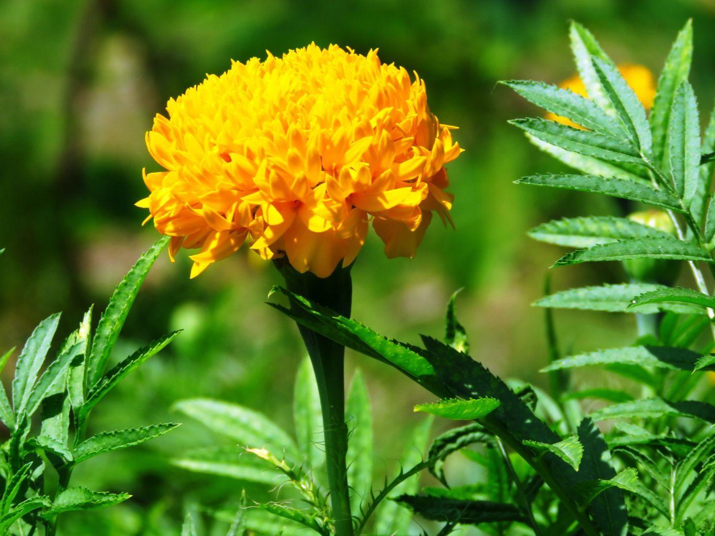 1400x1050 Desktop Wallpaper Marigold, Flower, Yellow, Spring, Leaves, HD Image, Picture, Background, 69ef73