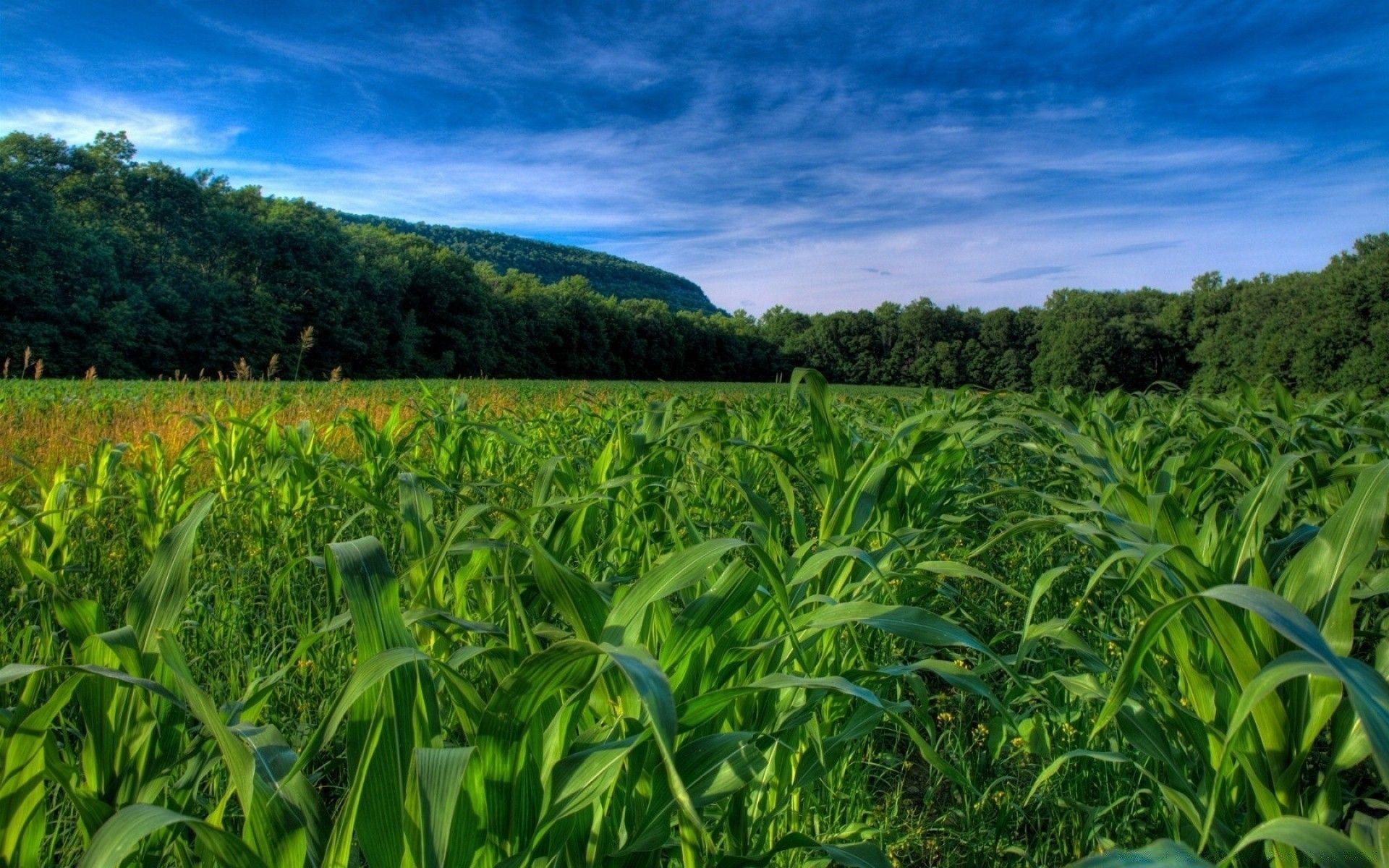 1920x1200 Maize Field