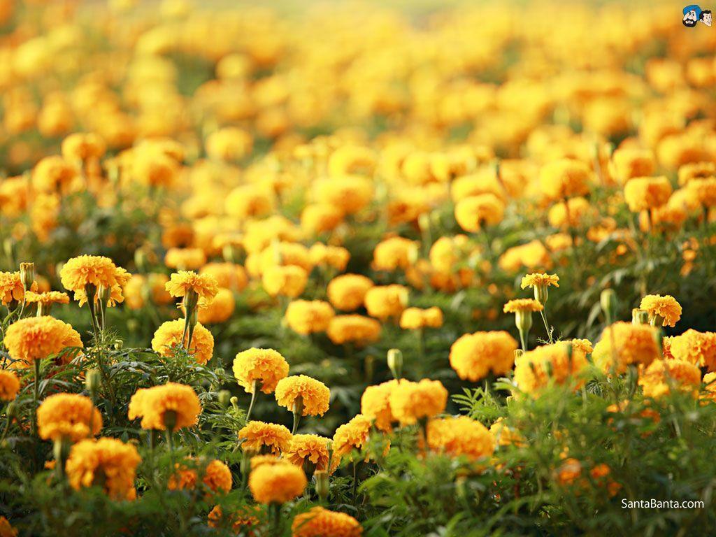 Marigold Wallpapers - Top Free Marigold Backgrounds - WallpaperAccess