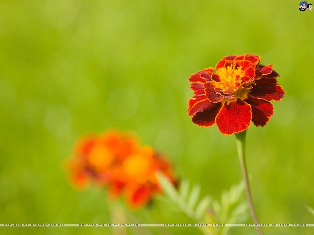 1024x768 Marigold wallpaperx768