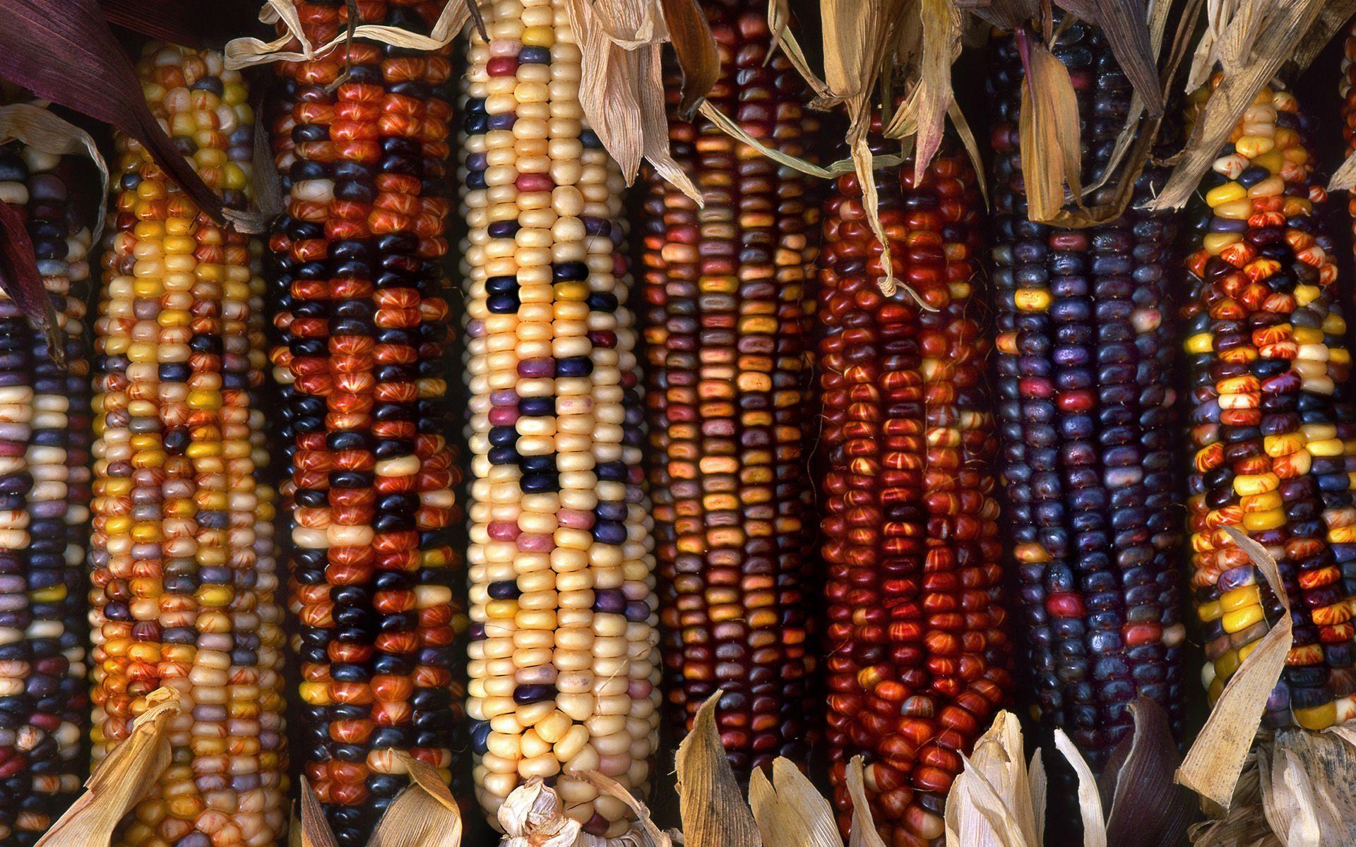 1920x1200 Autumn harvest corn maize. Rainbow corn, Indian corn, Corn seed