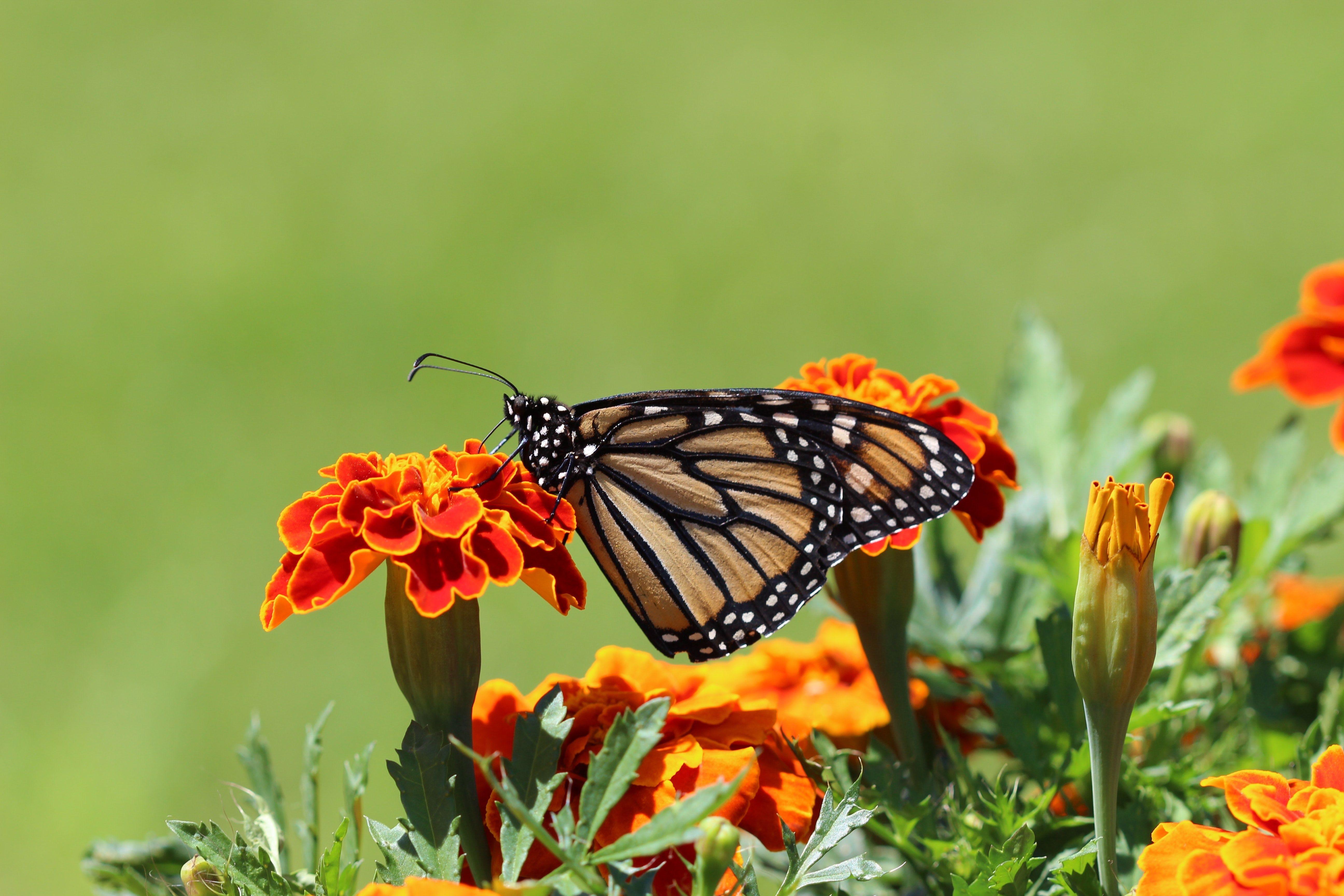 5184x3456 marigold HD wallpaper, background