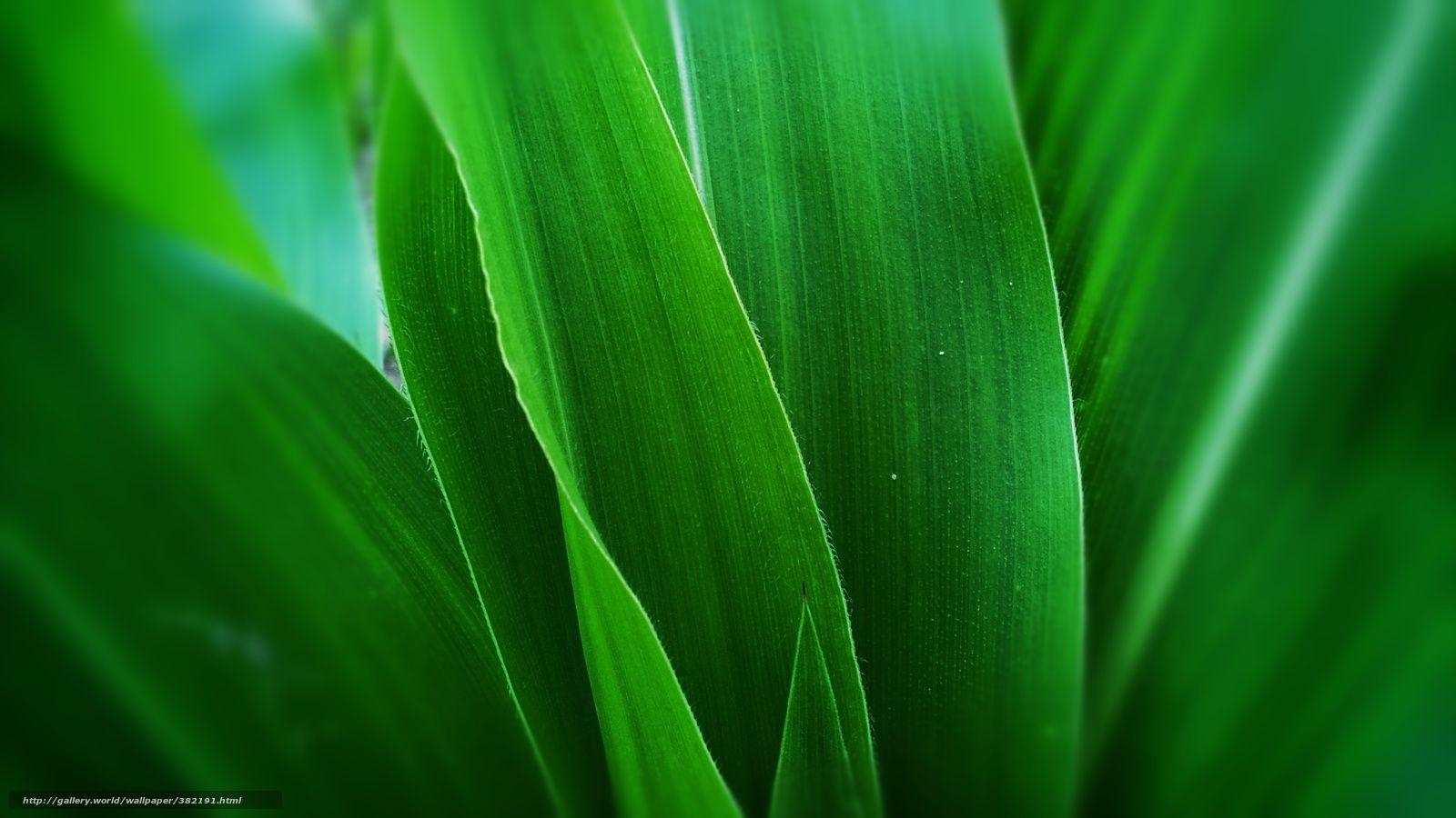 Corn Desktop Wallpapers - Top Free Corn Desktop Backgrounds ...