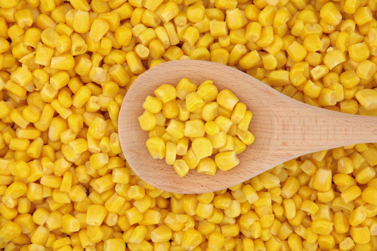 1200x800 Corn Wallpaper