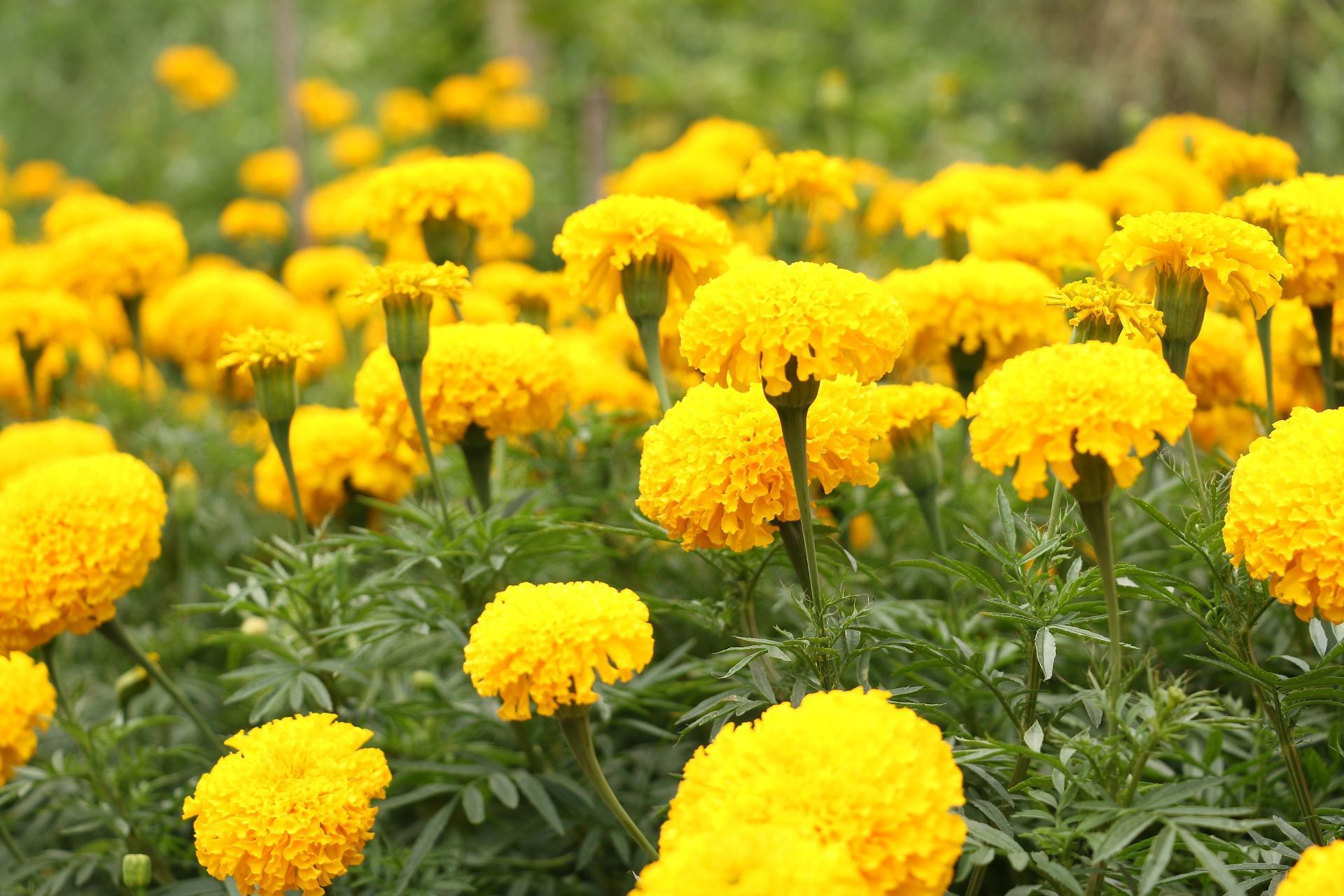 Amazing Marigold Flower Seeds Scene in HD Amazing Marigold Flower Seeds Scene in HD