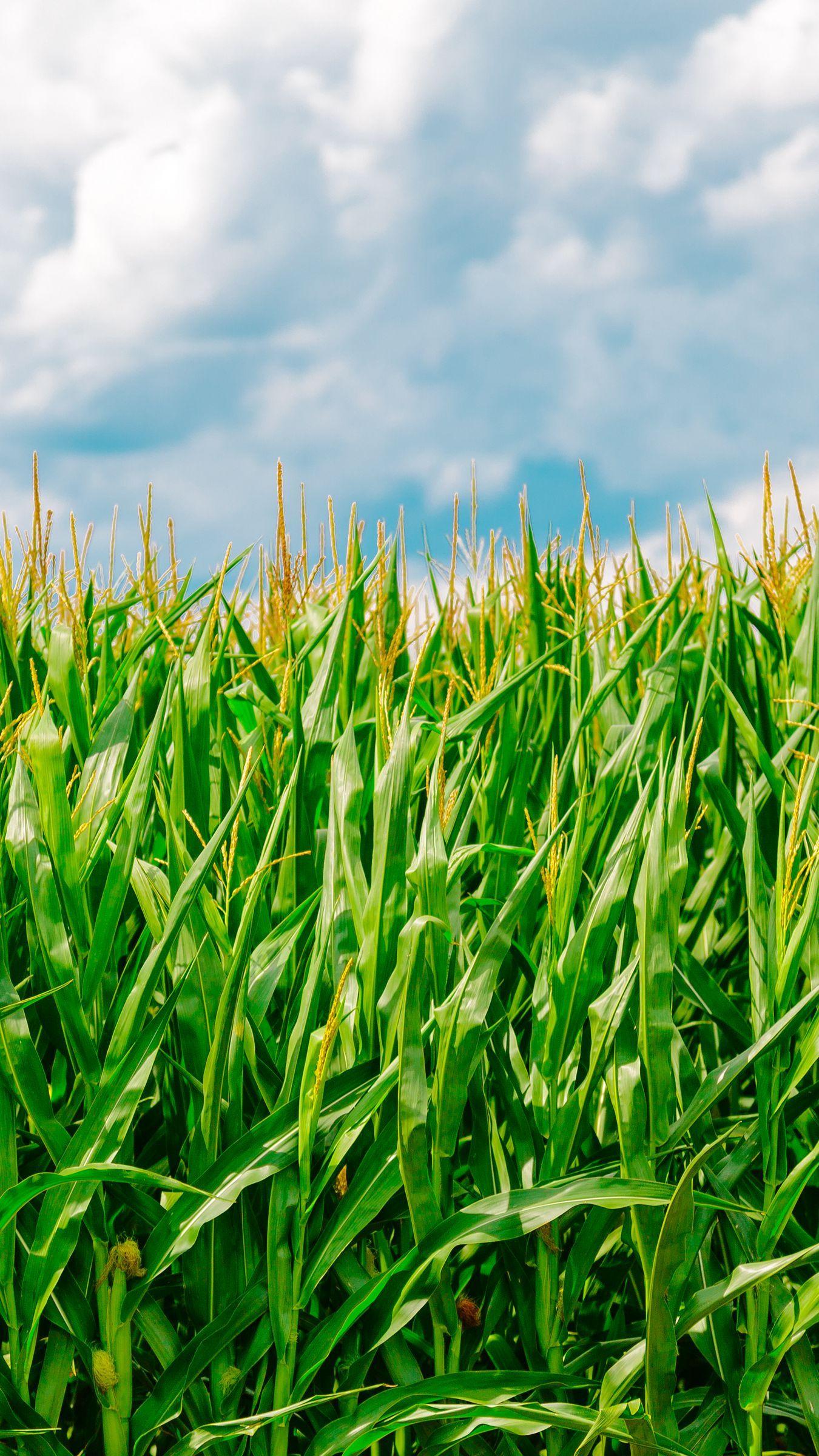 1350x2400 Corn Field Wallpaper