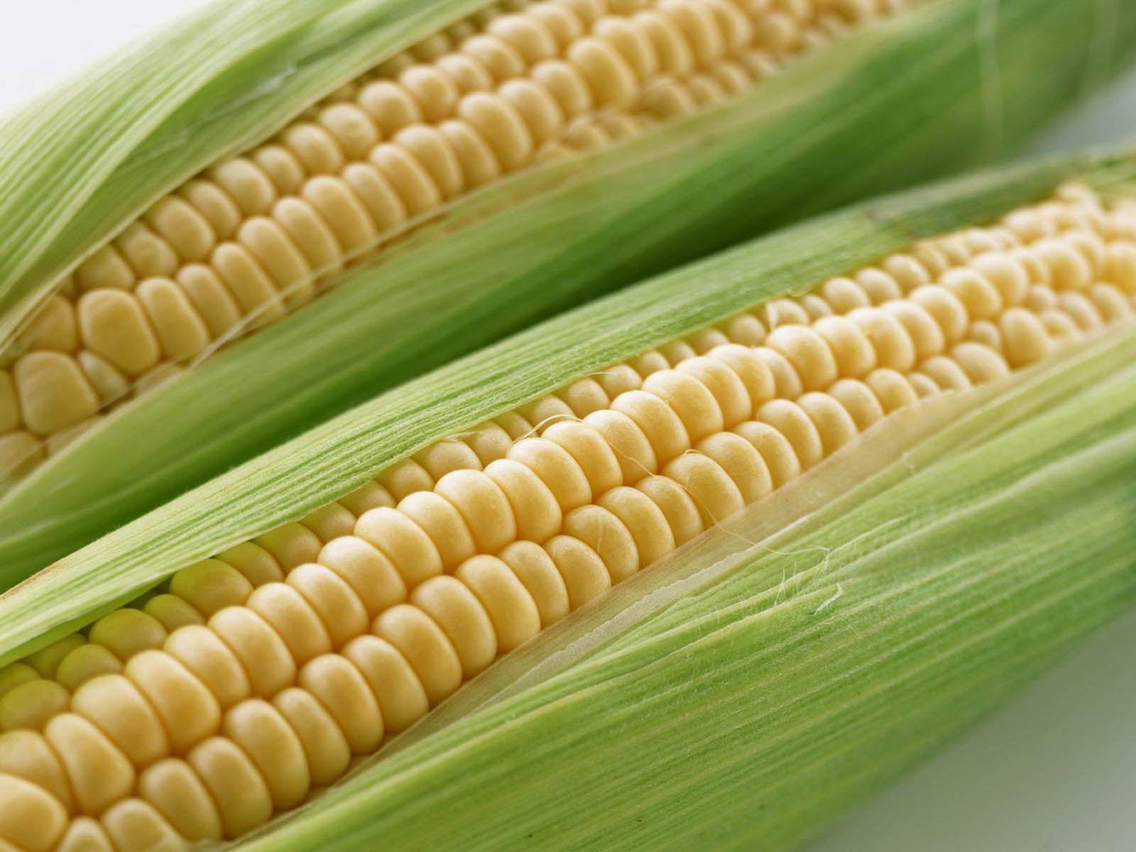 1600x1200 Corn Background .