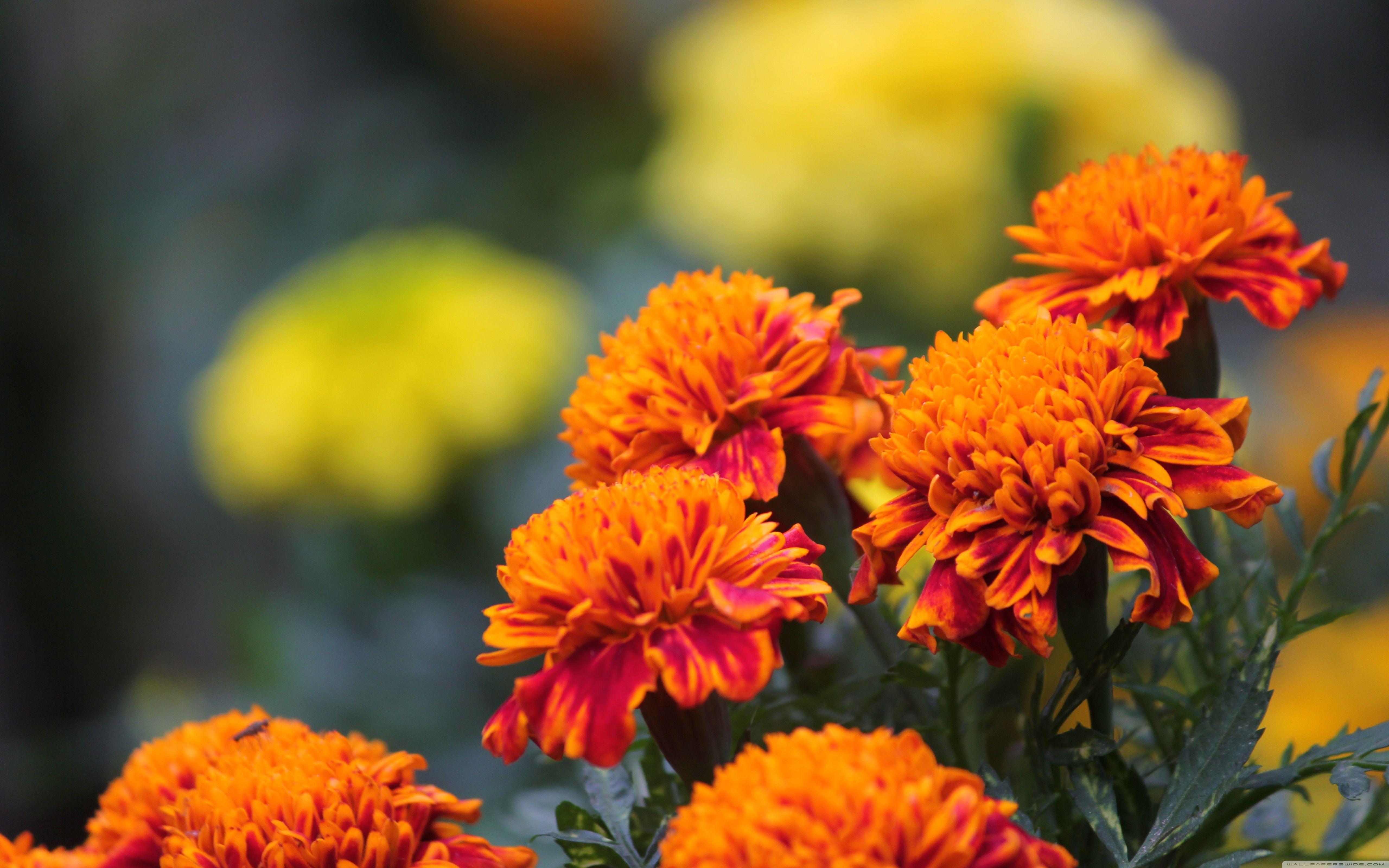 5120x3200 Download Marigold UltraHD Wallpaper