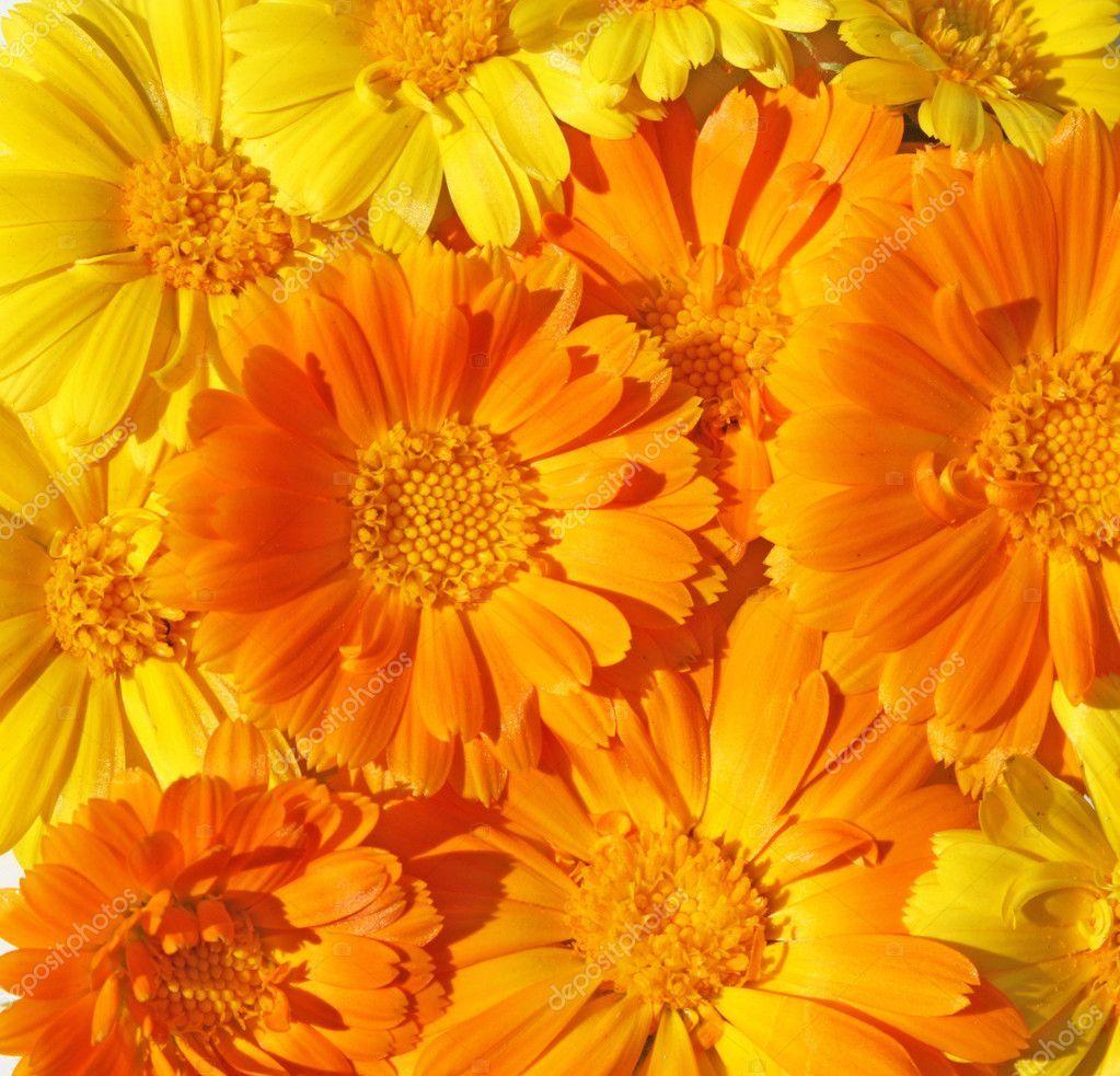 Marigold Wallpapers - Top Free Marigold Backgrounds - WallpaperAccess