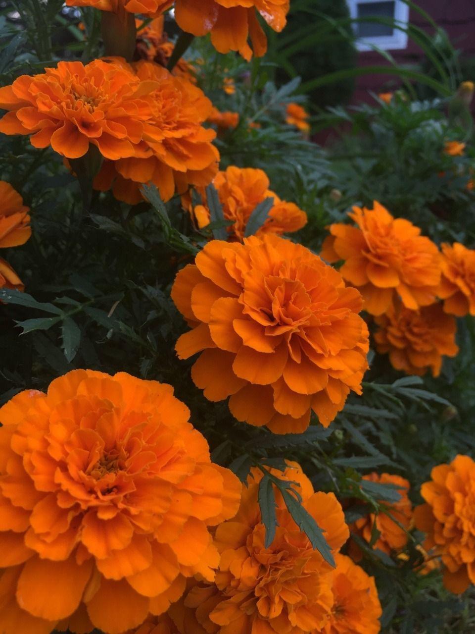 960x1280 plantsarefriendssometimesfood: “more marigolds ”. Flower aesthetic, Orange wallpaper, Orange aesthetic