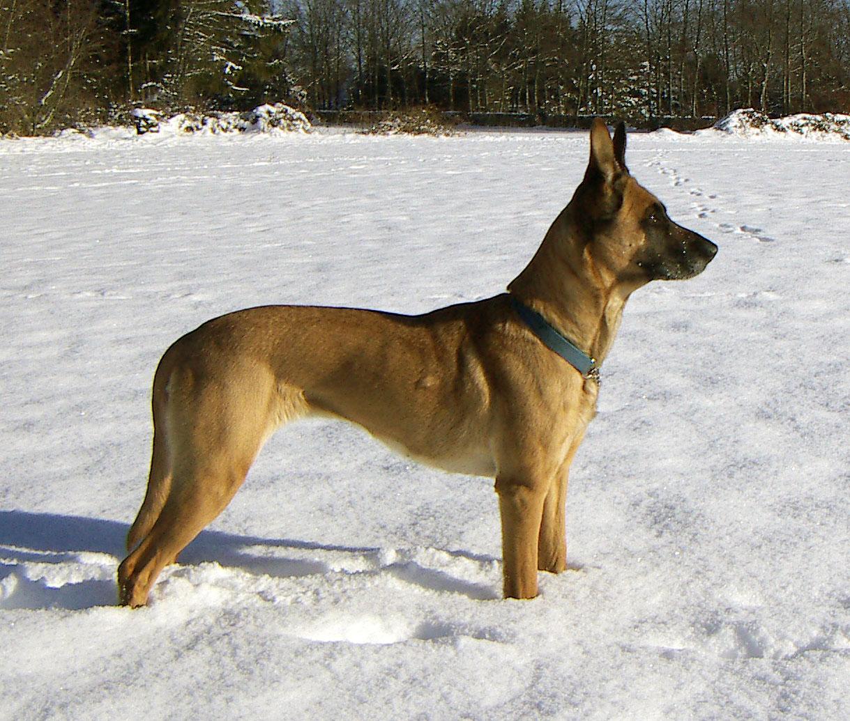1219x1035 Belgian Shepherd Dog (Malinois) in the snow photo and wallpaper