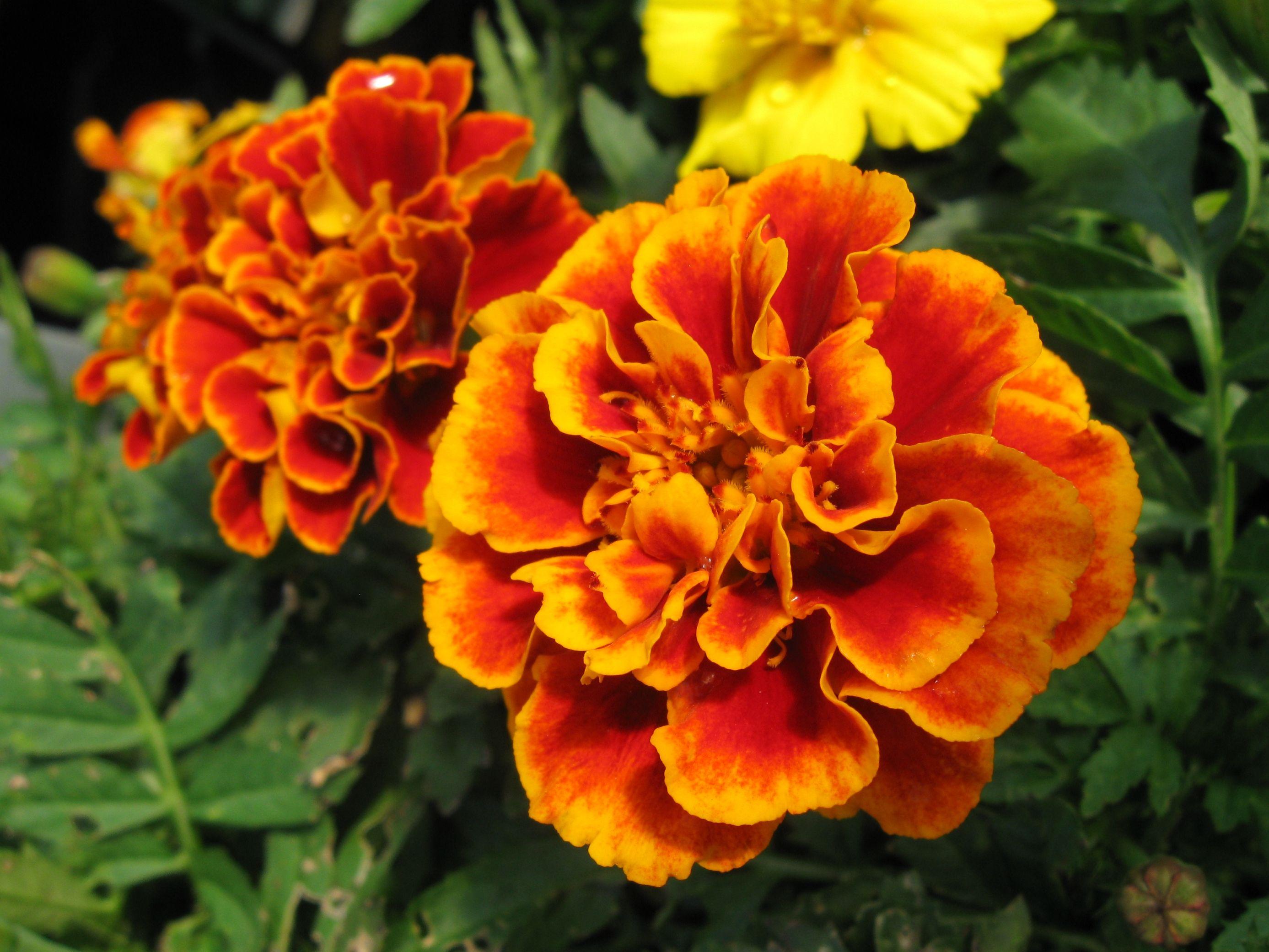 Marigold Wallpapers - Top Free Marigold Backgrounds - WallpaperAccess