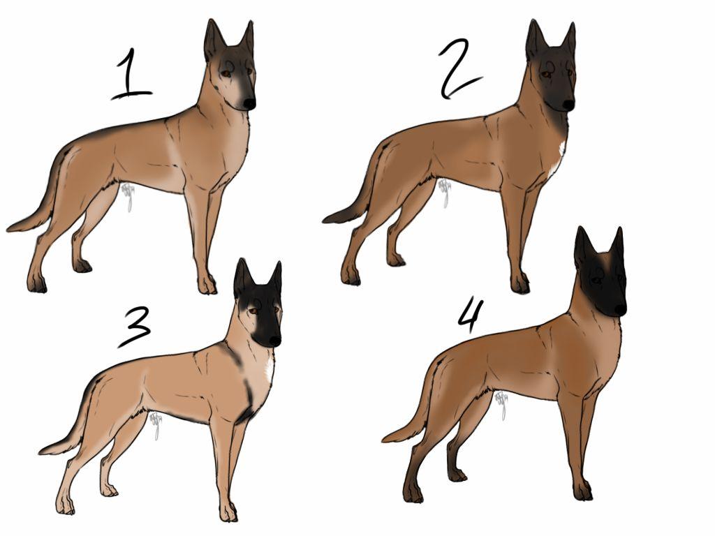 1024x768 Belgian Malinois Imports CLOSED By Haagen Daagen
