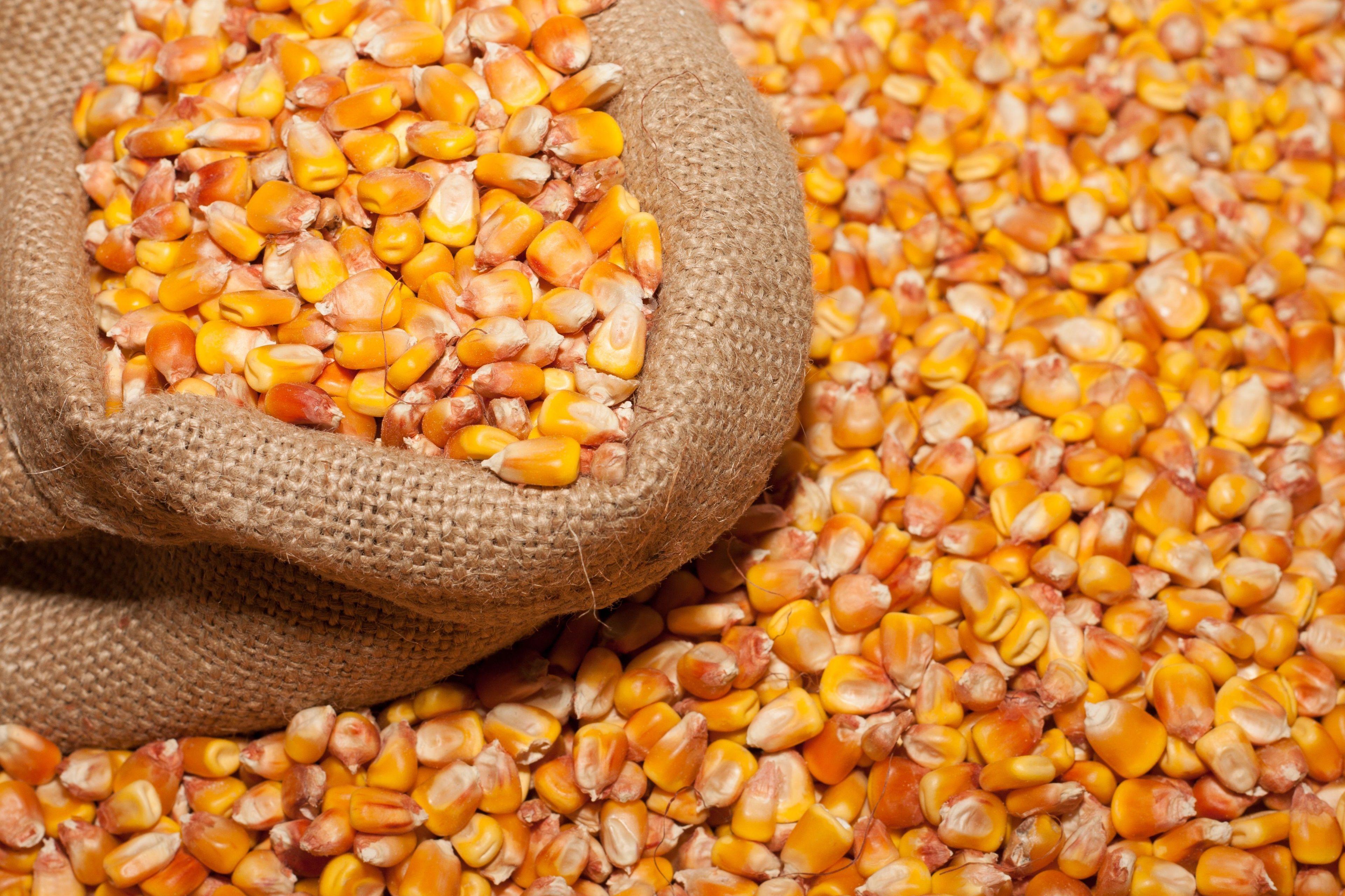 3840x2560 Corn HD Wallpaper .
