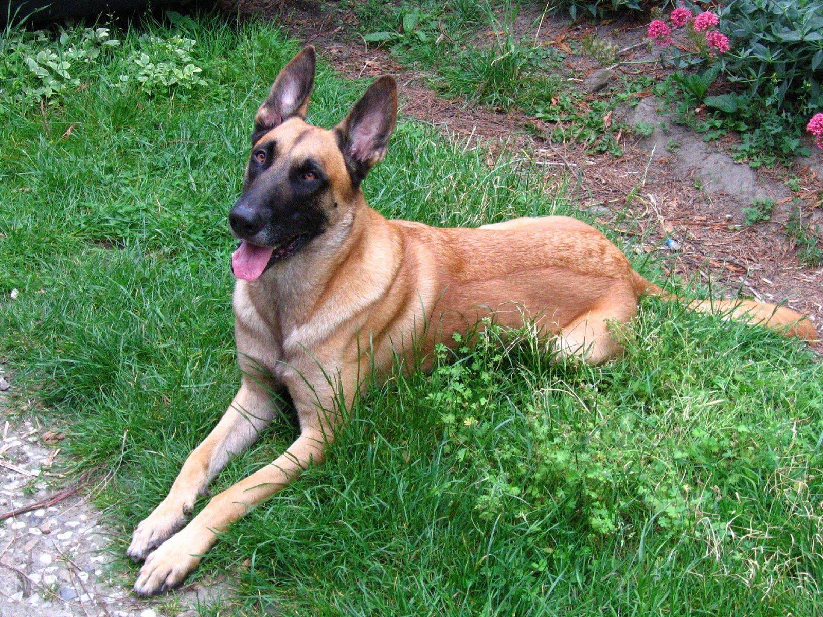 1600x1200 HD Wallpaper: Belgian Malinois Wallpaper