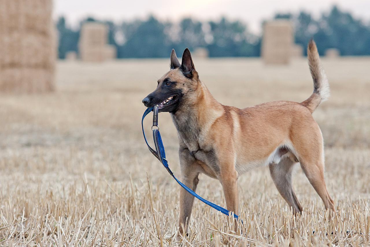 1280x854 Belgian Malinois Dogs