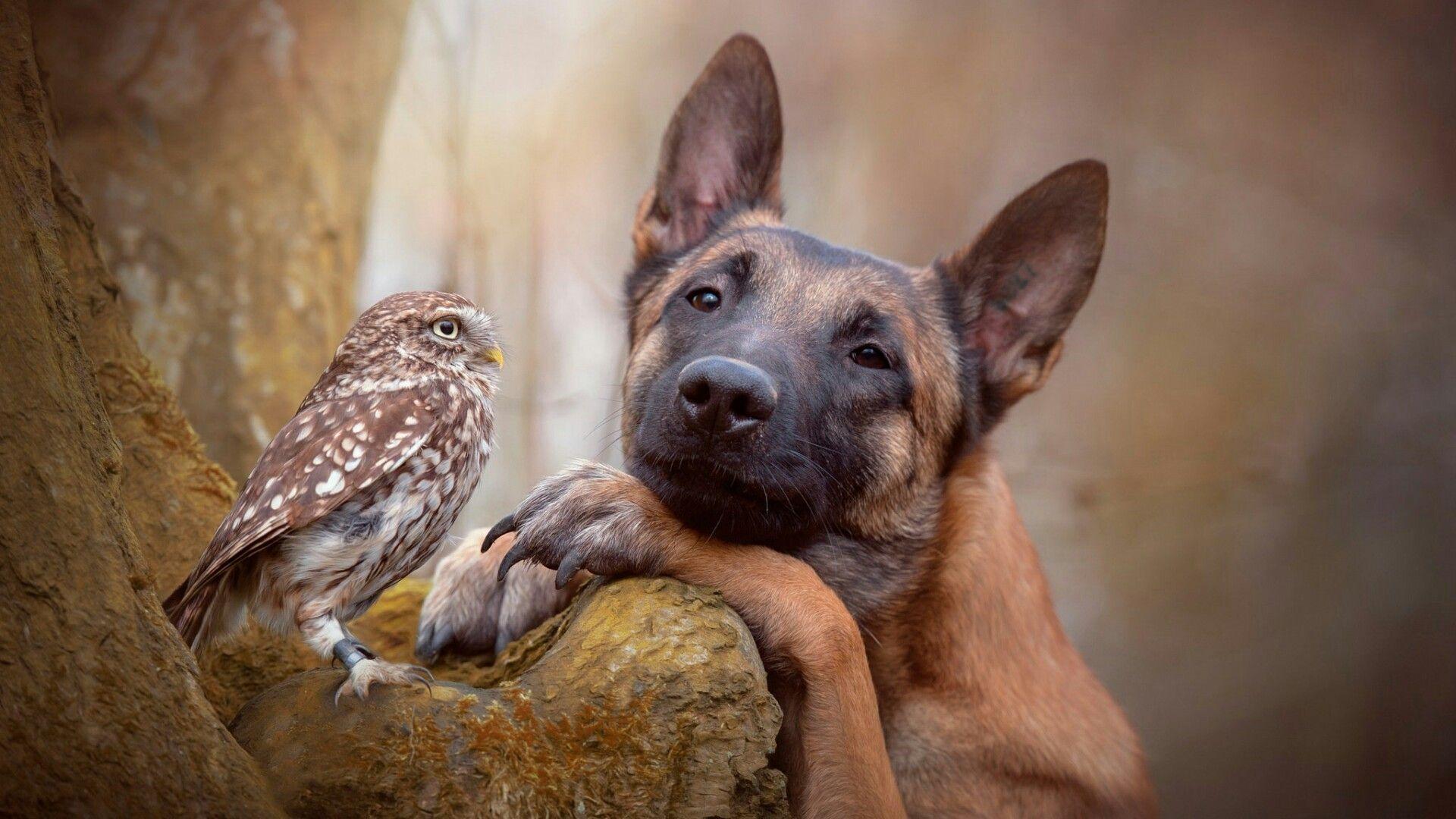Belgian Malinois Wallpapers - Top Free Belgian Malinois Backgrounds