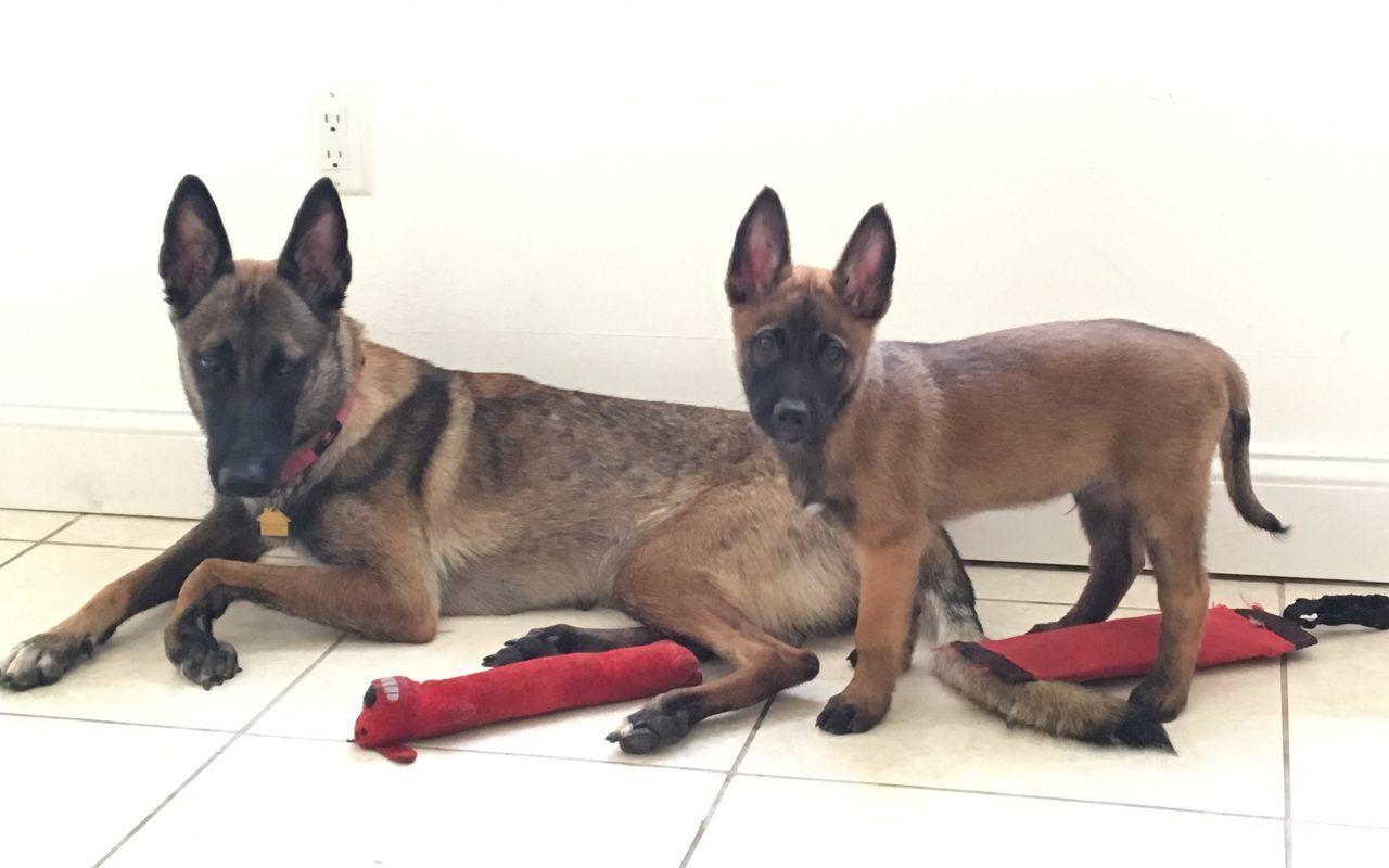 1280x800 How to avoid Separation Anxiety with your dog?