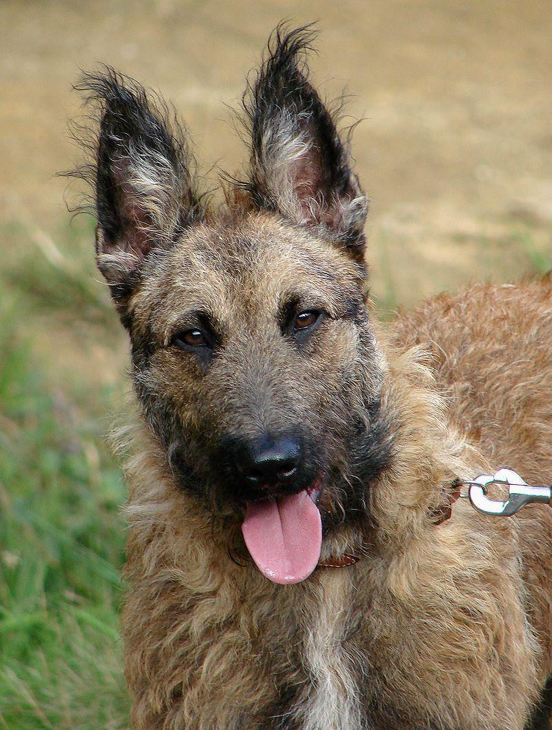 800x1057 laekenois dog photo. Funny Belgian Shepherd Dog Laekenois Dog Face