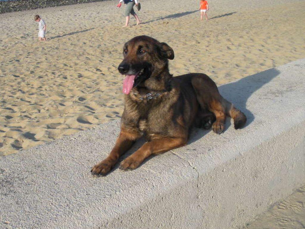 1024x768 Belgian Malinois, German Shepherds