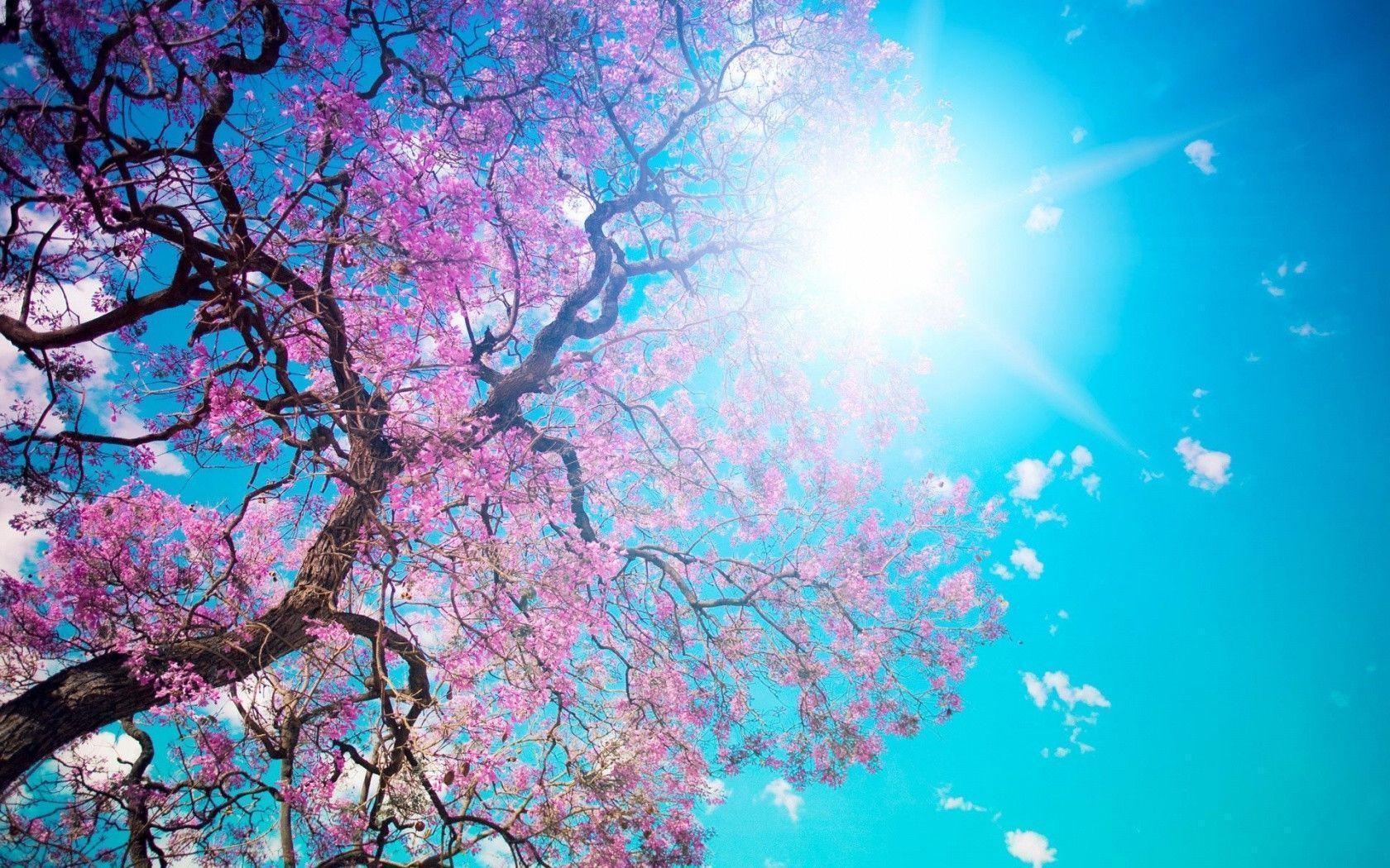 Most Beautiful Spring Wallpapers Top Free Most Beautiful Spring Backgrounds Wallpaperaccess