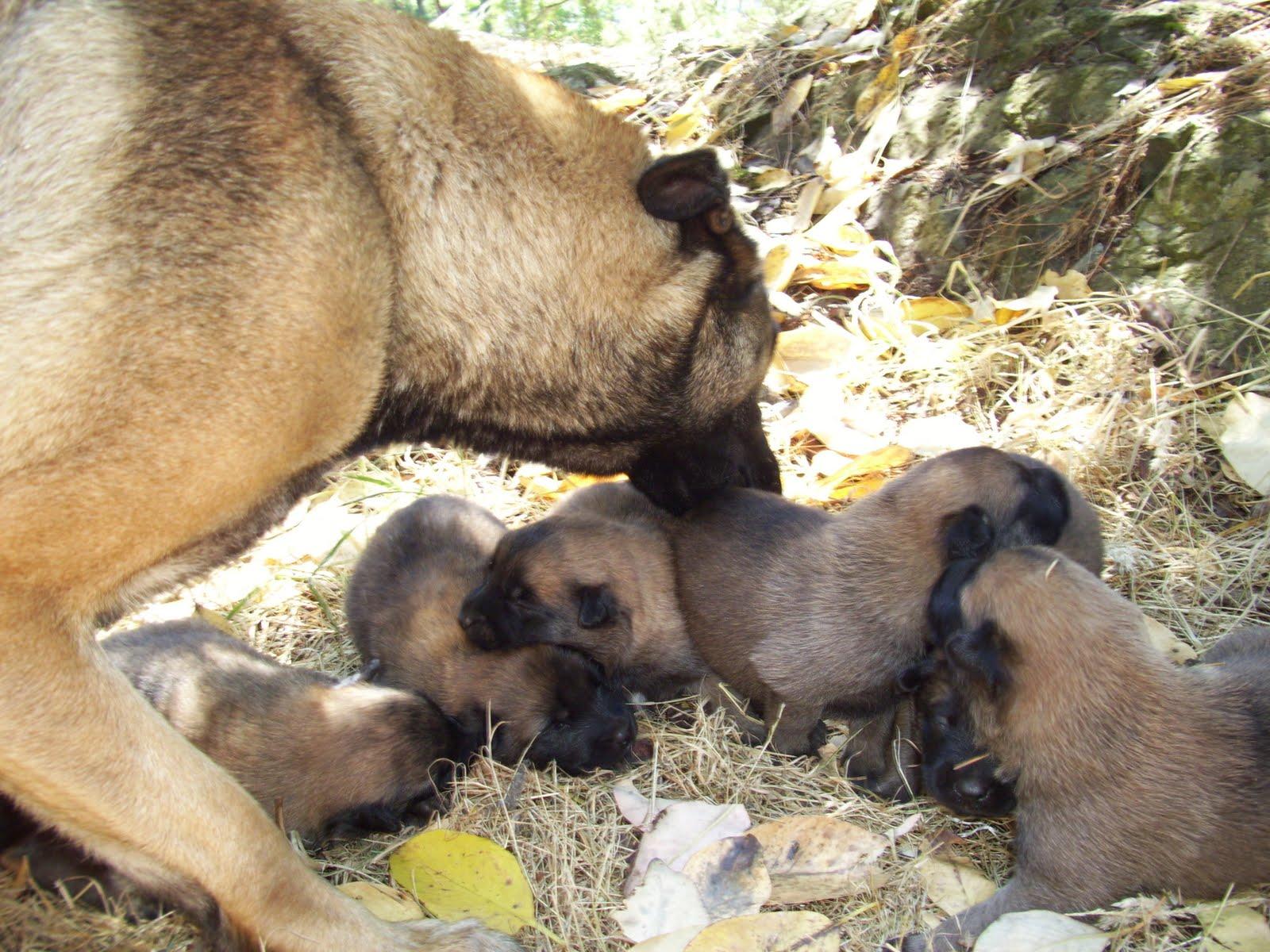 1600x1200 Belgian Malinois working dogs: Malinois puppies