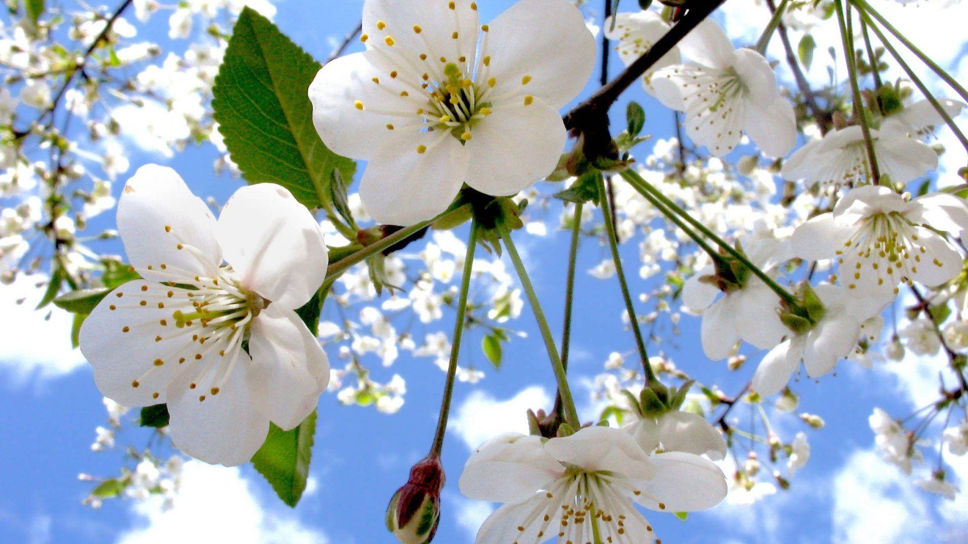 1920x1080 Hoa: Hoa táo Bầu trời Mây trắng Hoa mùa xuân Hoa nở