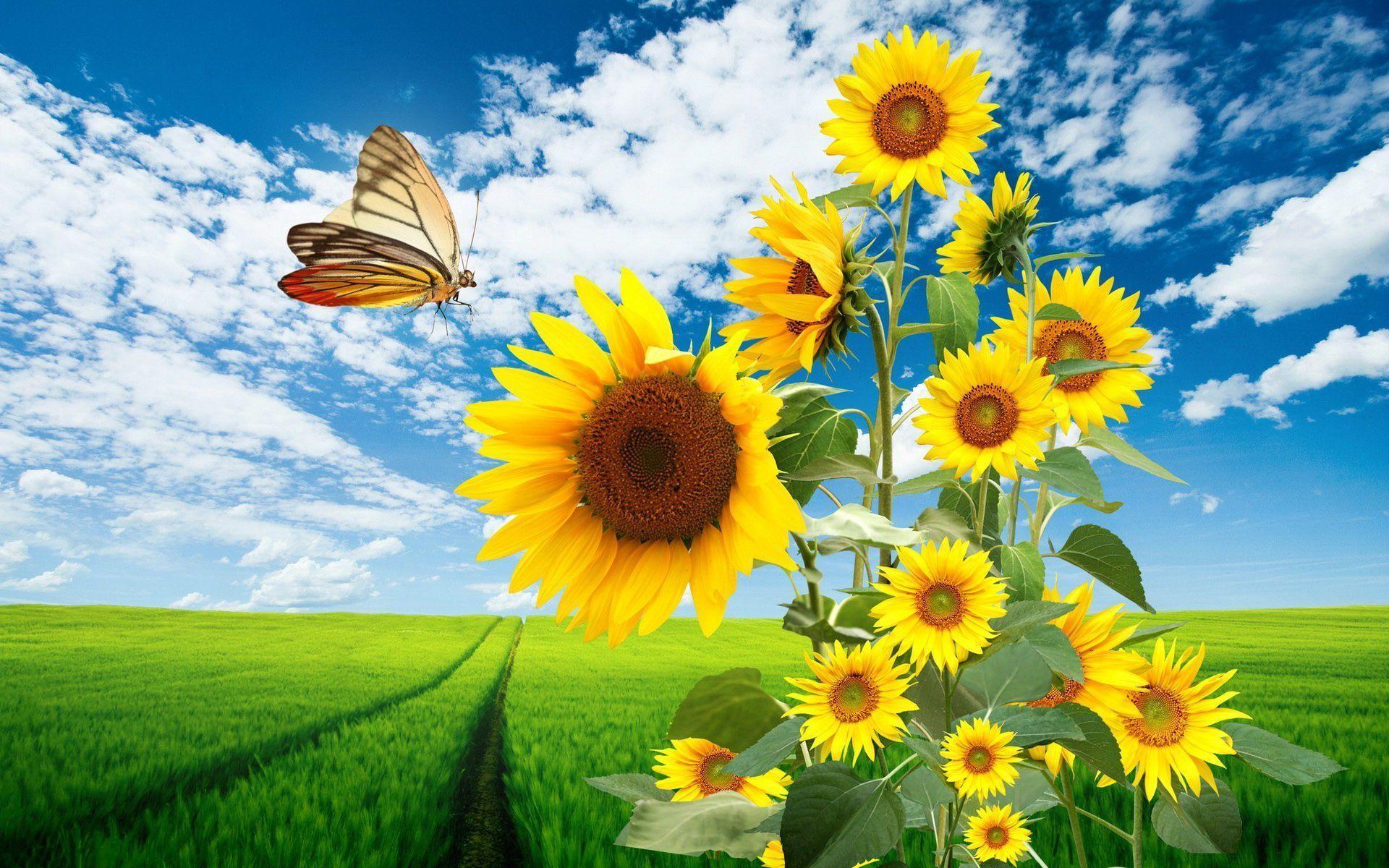 1920x1200 Sunflowers and Butterflies Wallpaper