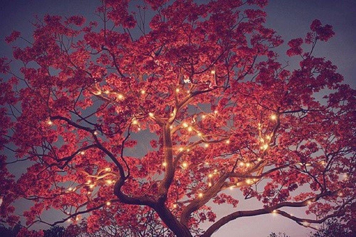 1155x769 Rừng tỏa sáng Đêm đỏ thắp sáng Cây mùa thu Lá mùa xuân Máy tính để bàn
