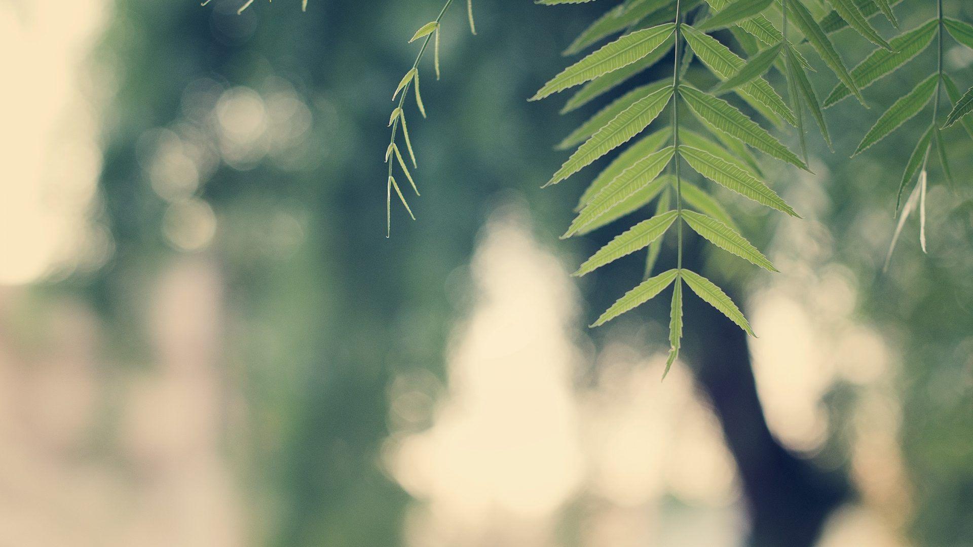 1920x1080 Plants wallpaper: Wheat Nature HD Wallpaper Windows 7