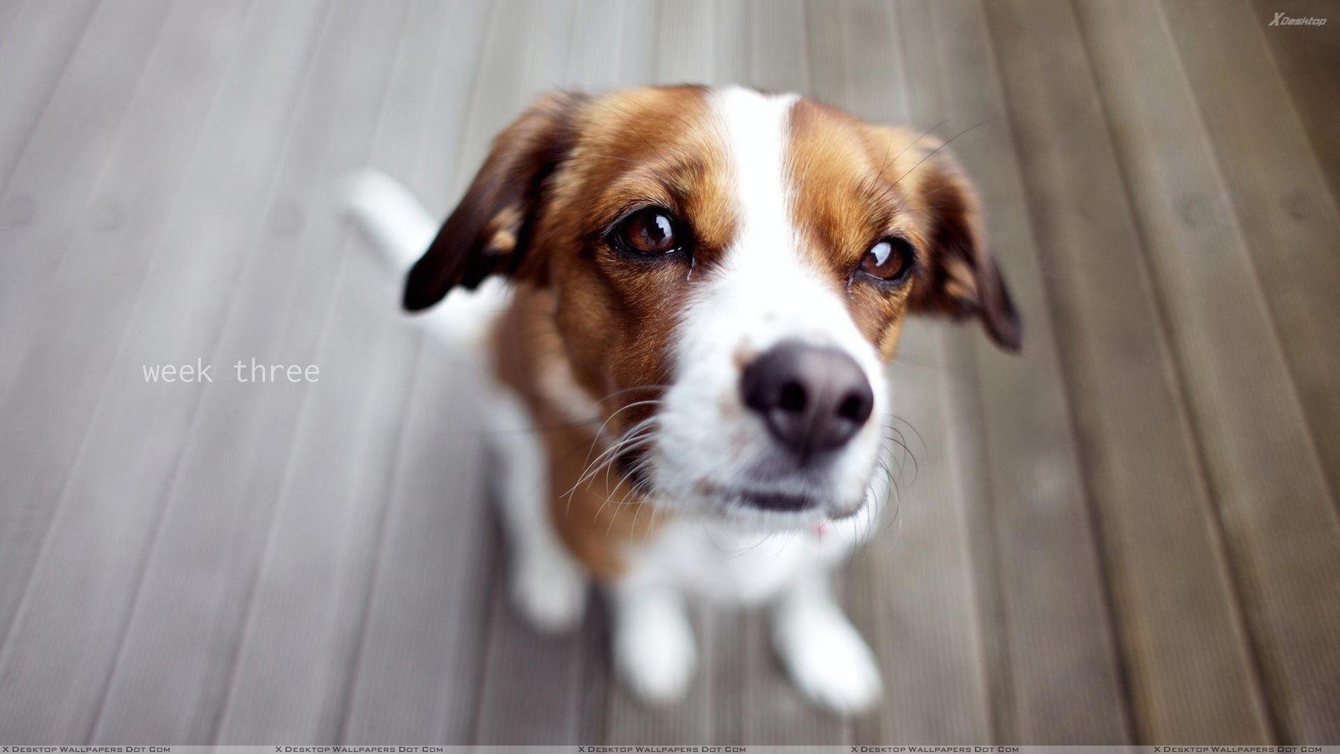 1920x1080 Cute Brown White Puppy Looking At Camera Wallpaper