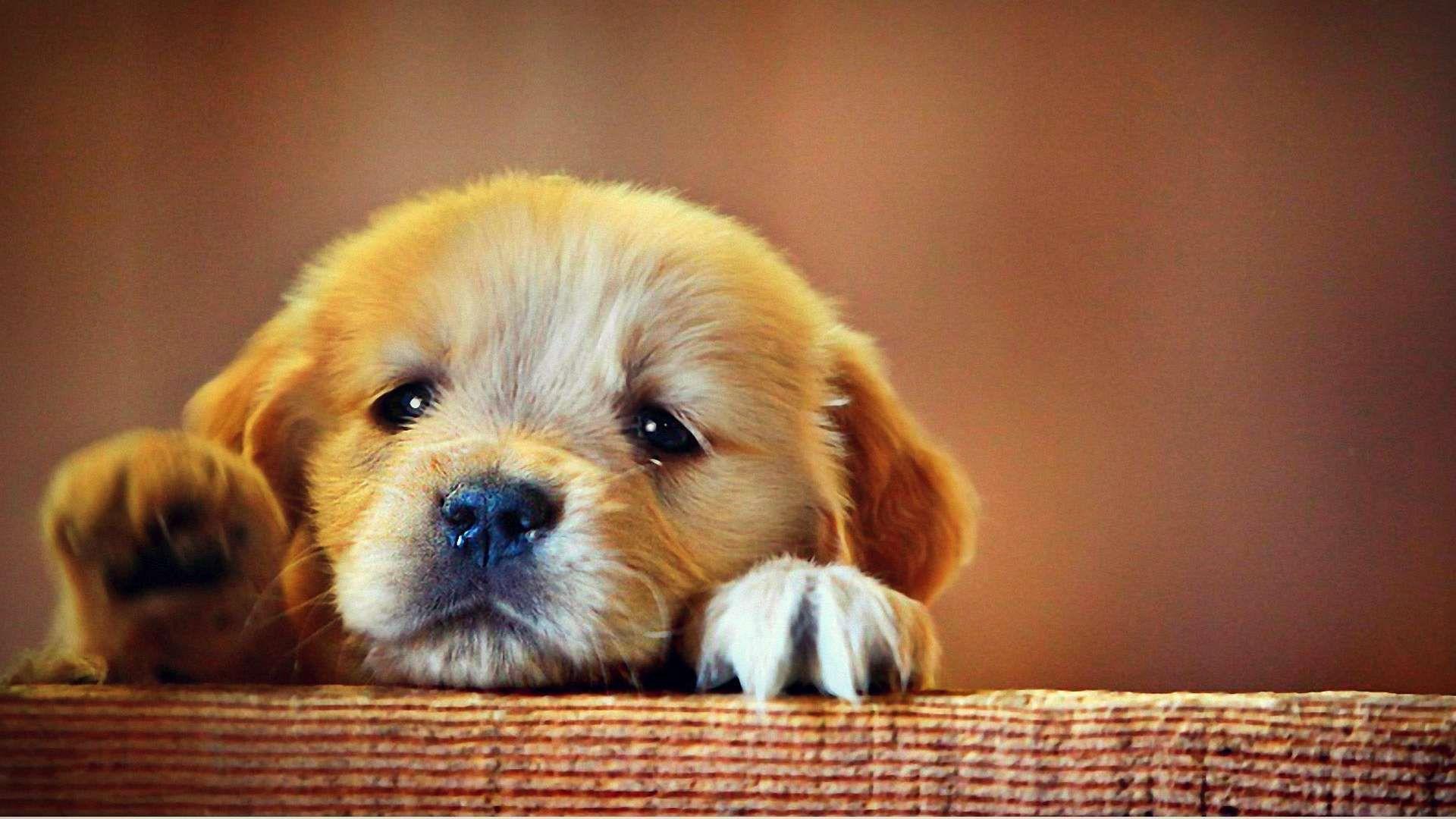 sad-puppies-images-eiarr6sjag6t6m-select-from-premium-sad-puppy-of