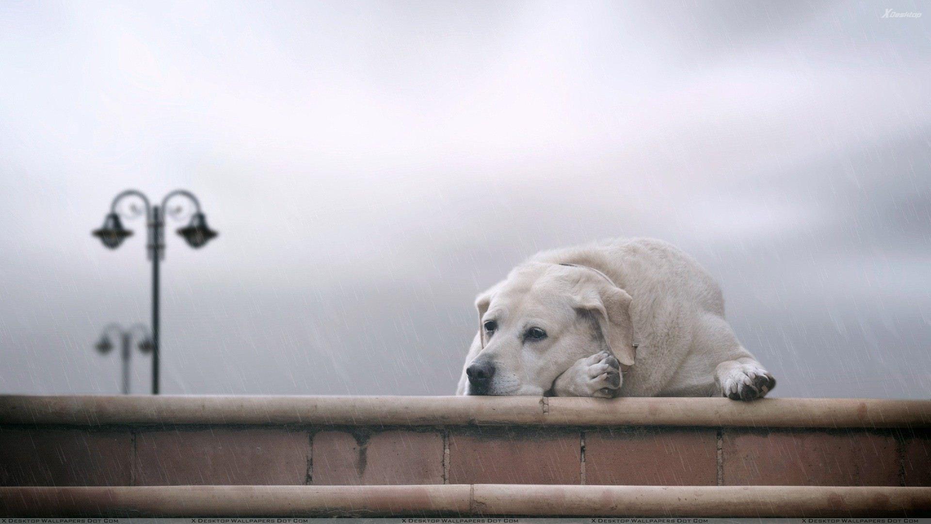 Sad Dogs Wallpapers - Top Free Sad Dogs Backgrounds - WallpaperAccess