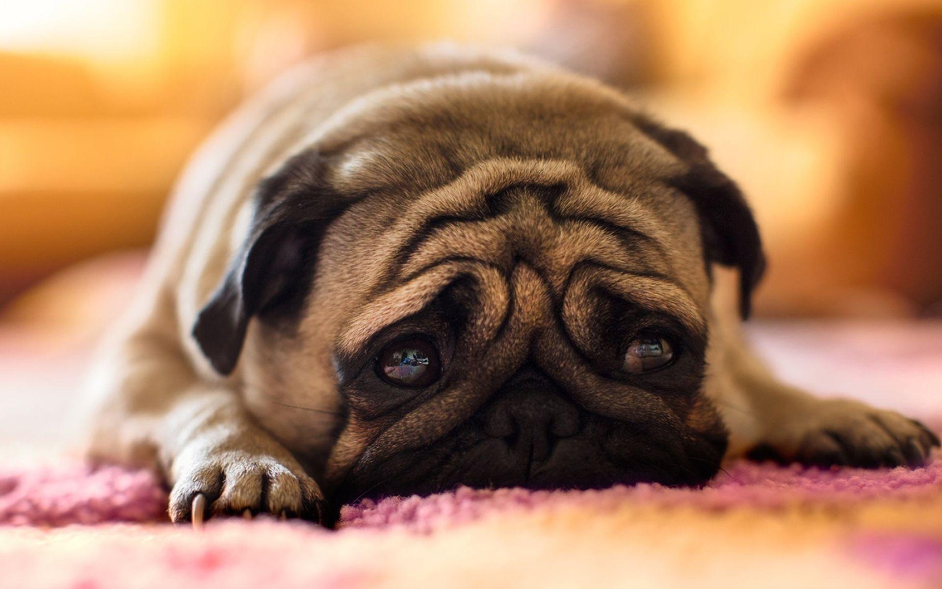 Sad Dogs Wallpapers Top Free Sad