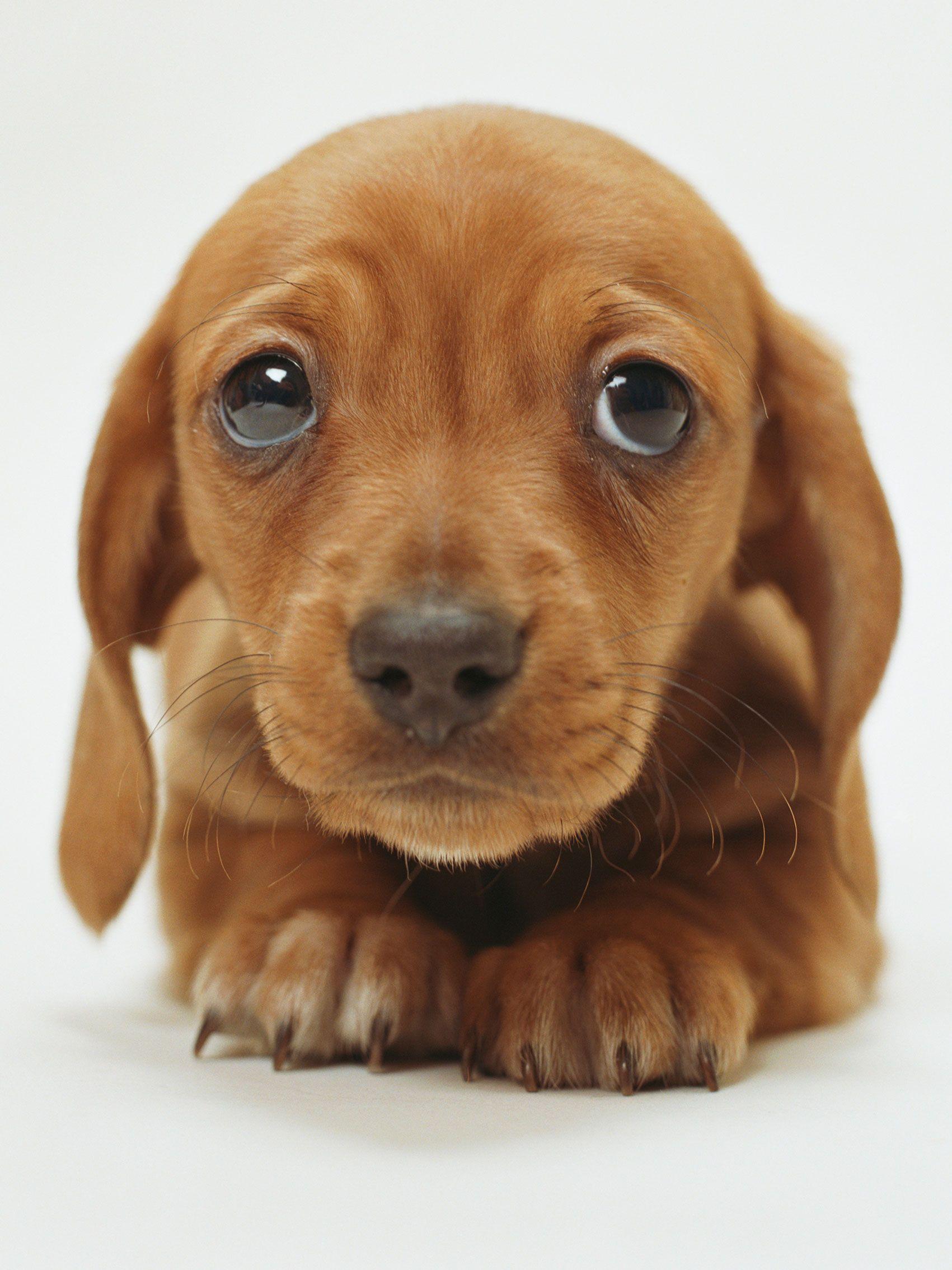 1701x2268 Desktop Cute Image Of A Puppy Download Sad Puppy Face