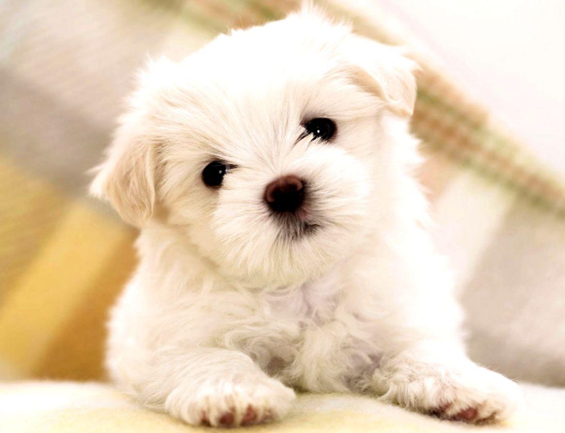 1164x892 Ilmu Pengetahuan 10: Dog Image HD 1080p