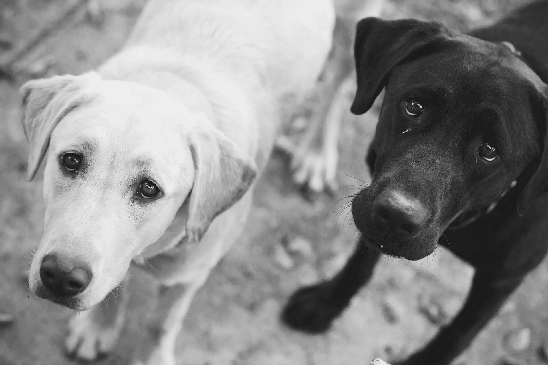 1920x1280 Black And White Dog Wallpaper