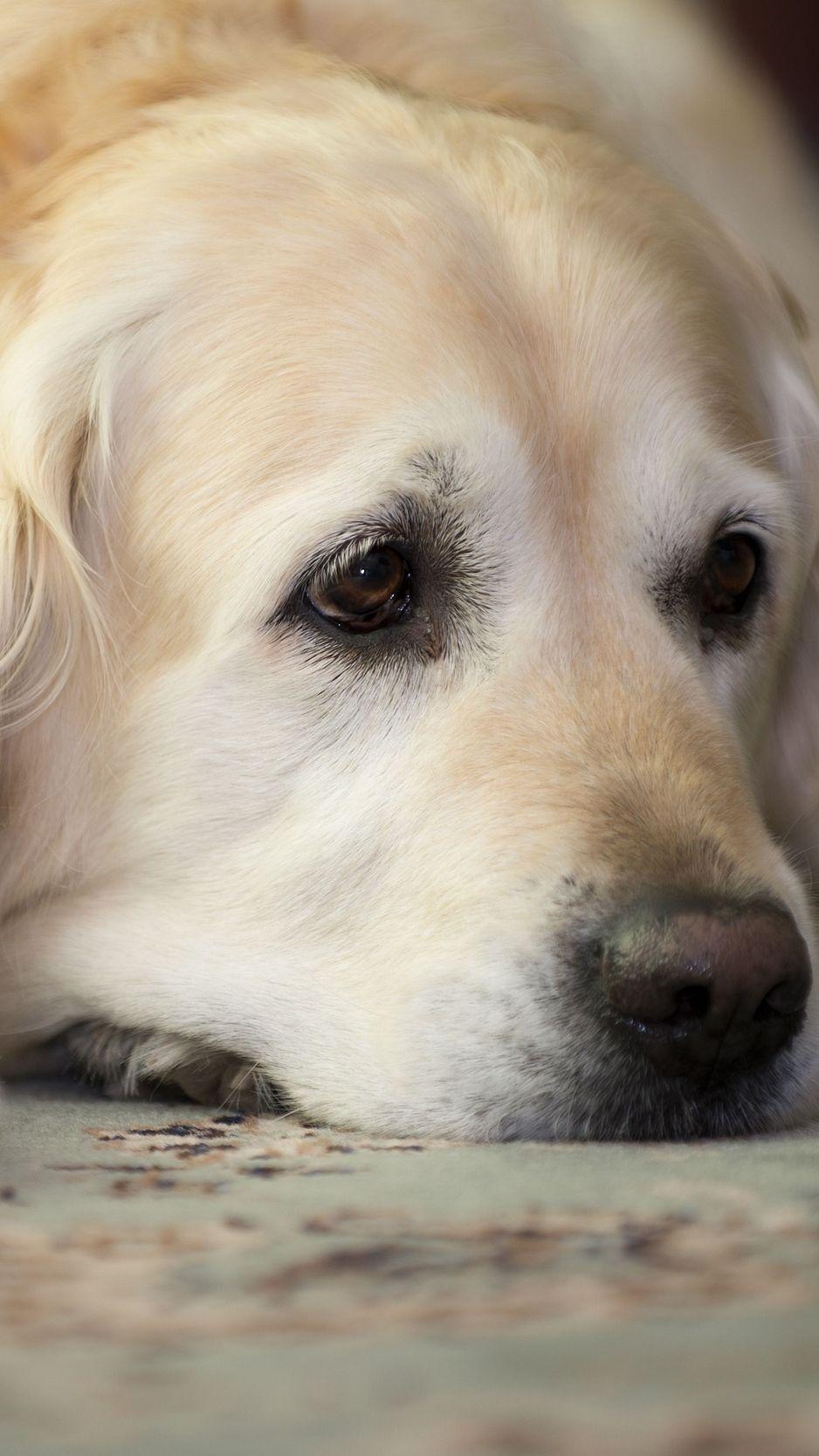 938x1668 Wallpaper Golden Retriever, Dog, Muzzle, Lay, Sad, Retriever Labrador iPhone