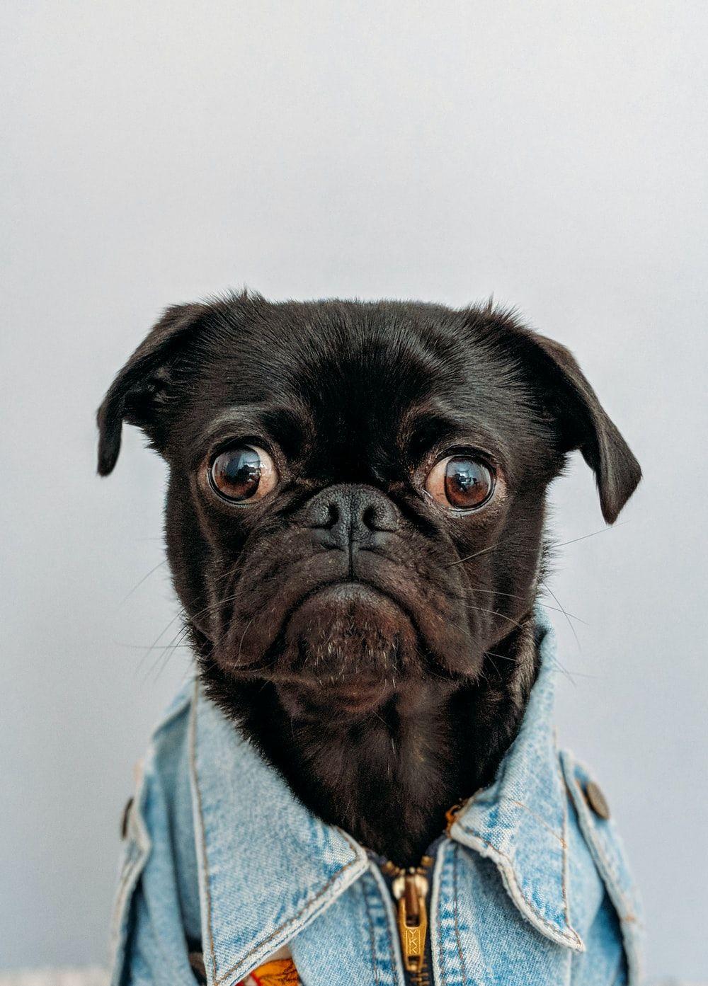 1000x1393 Dog Sad Picture. Download Free Image