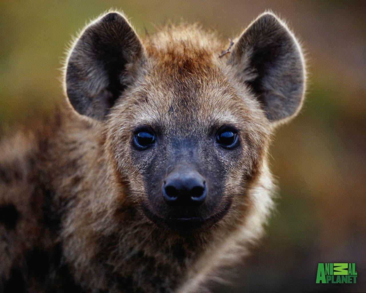 1280x1024 Hyena Wallpaper