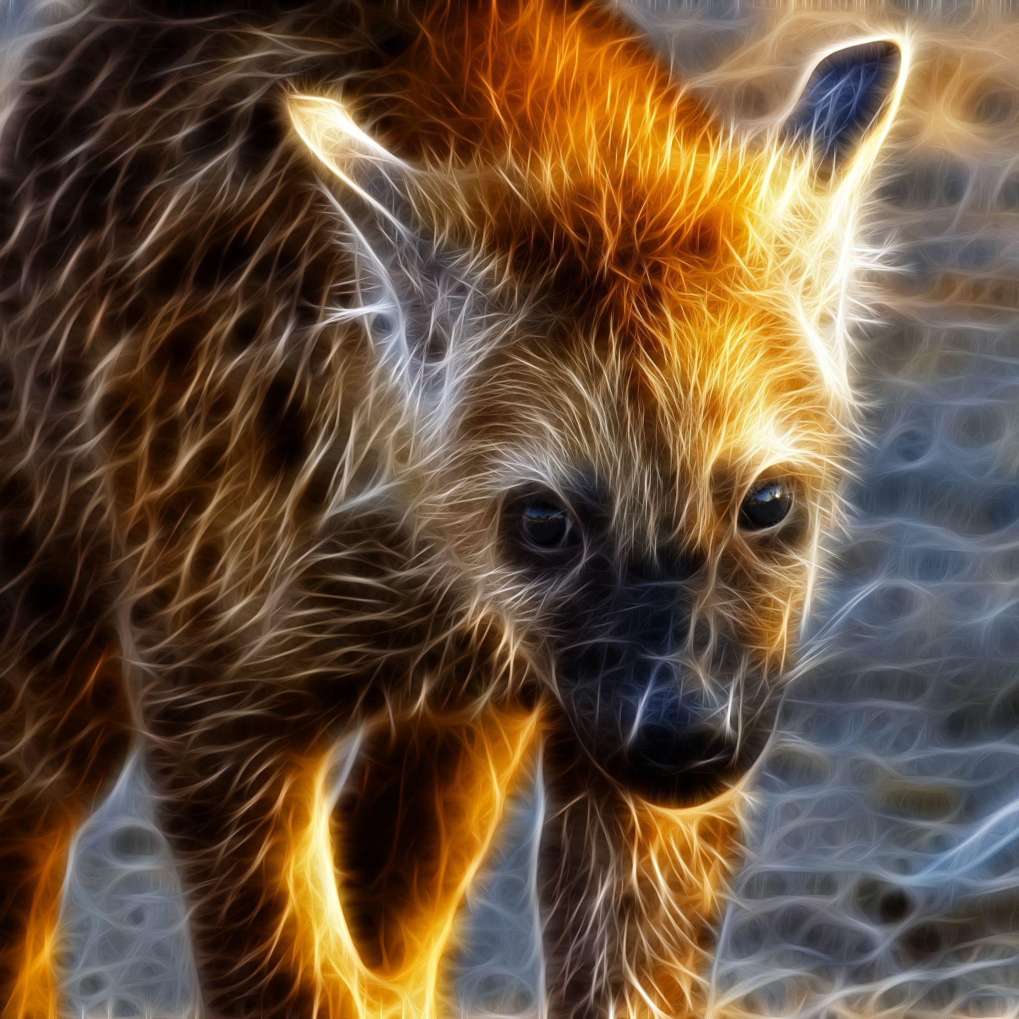 750 Hyena Pictures  Download Free Images  Stock Photos on Unsplash