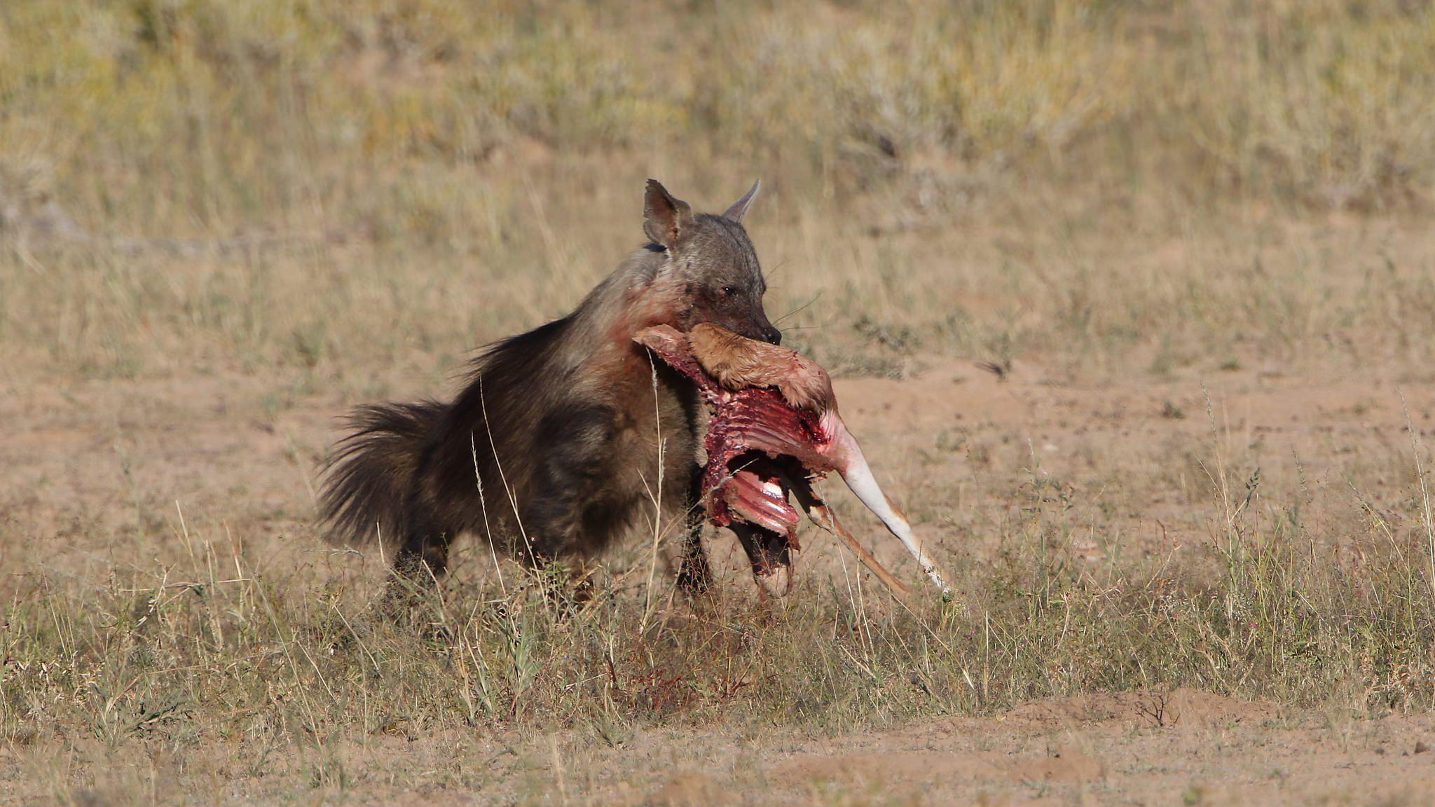 2048x1152 In photo: Brown hyena calmly robs five cheetahs. Animal Behaviour. Earth Touch News