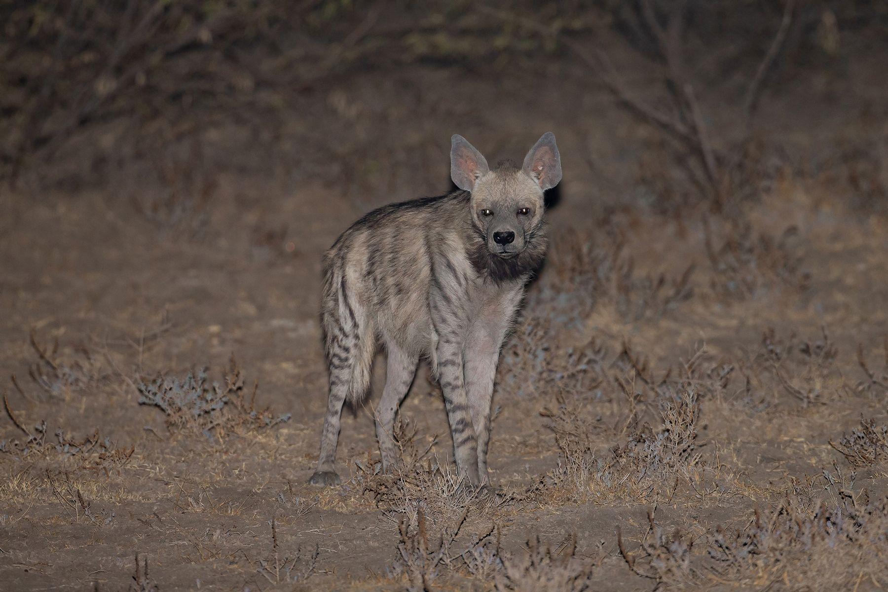 1800x1200 Striped Hyenas in Gujarat, India