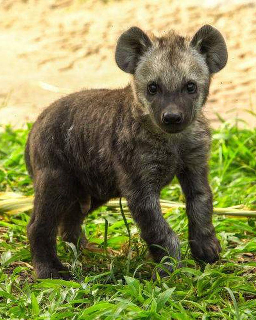 852x1064 Your daily dose of cute: Baby hyena born at Busch Gardens said to be a sweetheart